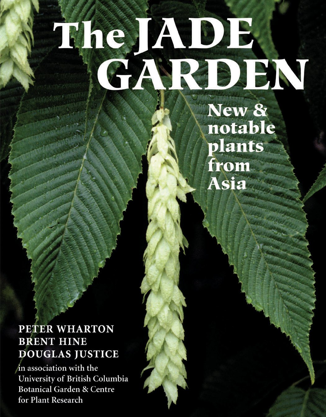 Exotic Asian Plants for Sale - The Jade Garden's New & Unique Collection | Perfect for Home Decor, Office Spaces & Zen Gardens