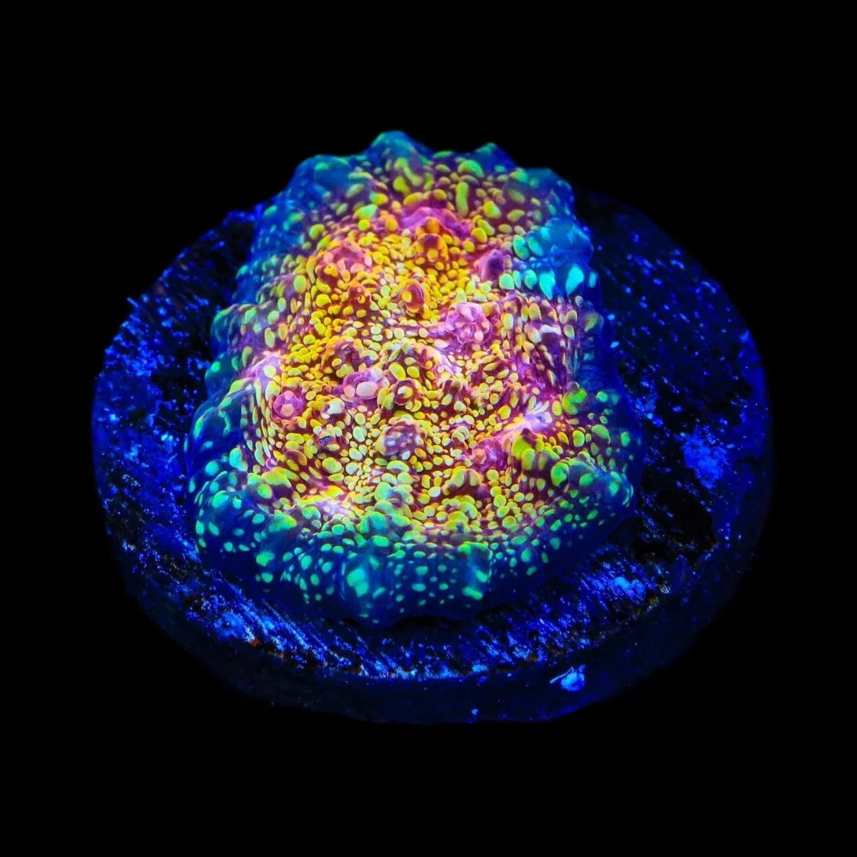 CB El Diablo Chalice Coral - Vibrant Aquarium Coral for Saltwater Reef Tanks | Perfect for Coral Propagation and Reef Aquascaping