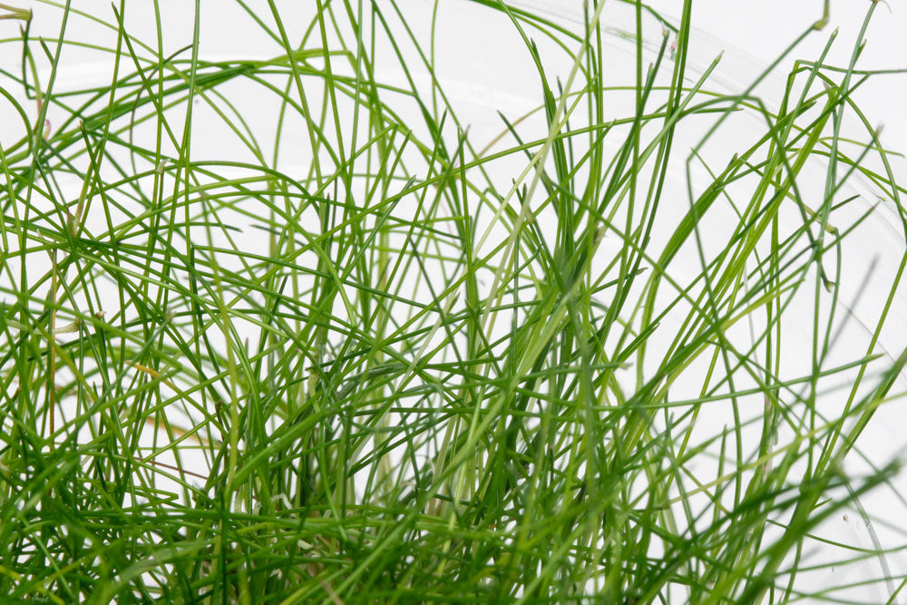 Eleocharis Vivipara Tissue Culture - Live Aquarium Plant for Fish Tanks, Ponds & Aquascaping | Easy to Grow Aquatic Grass for Freshwater Ecosystems