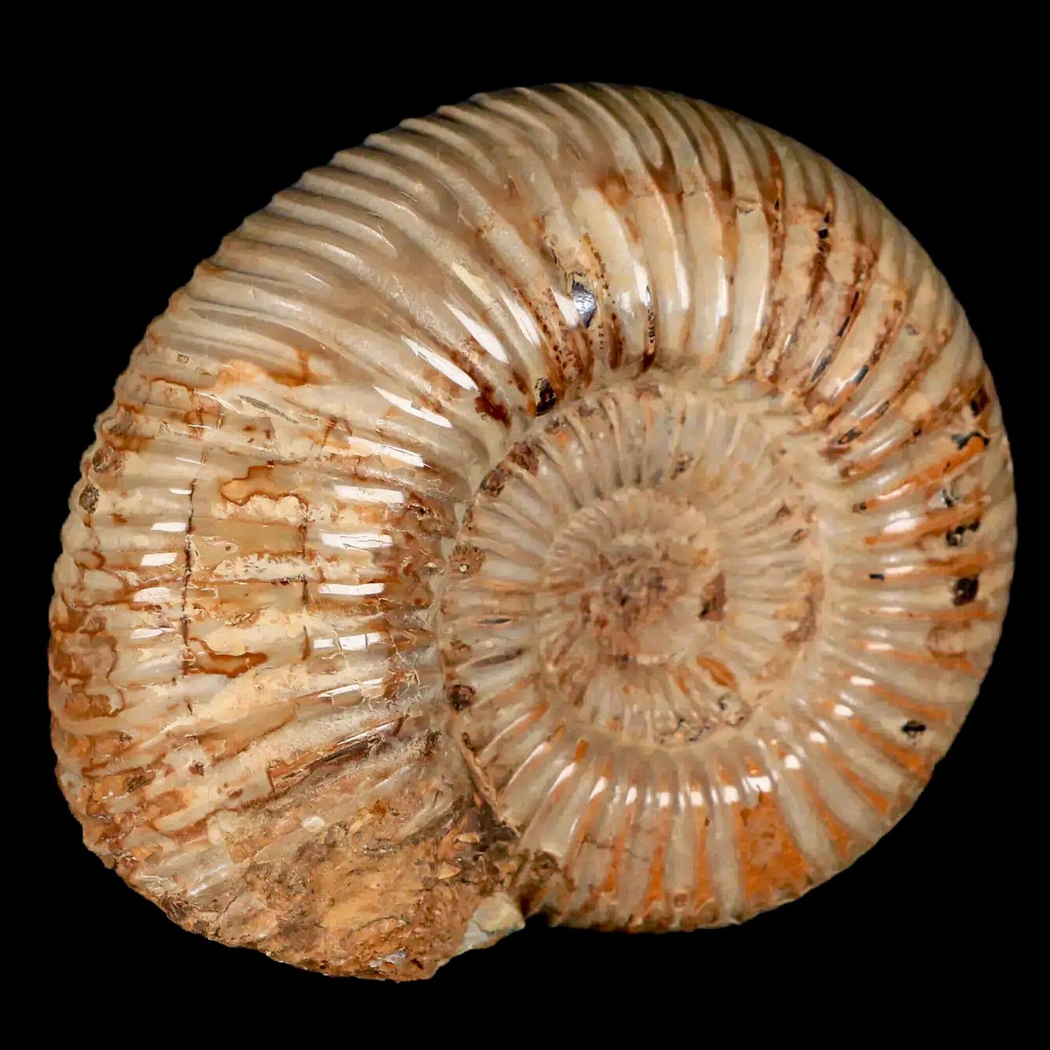 80MM Polished Perisphinctes Ammonite Fossil - Genuine Nautilus from Madagascar - Jurassic Era Collectible with COA - Perfect for Home Decor, Fossil Collections & Educational Displays