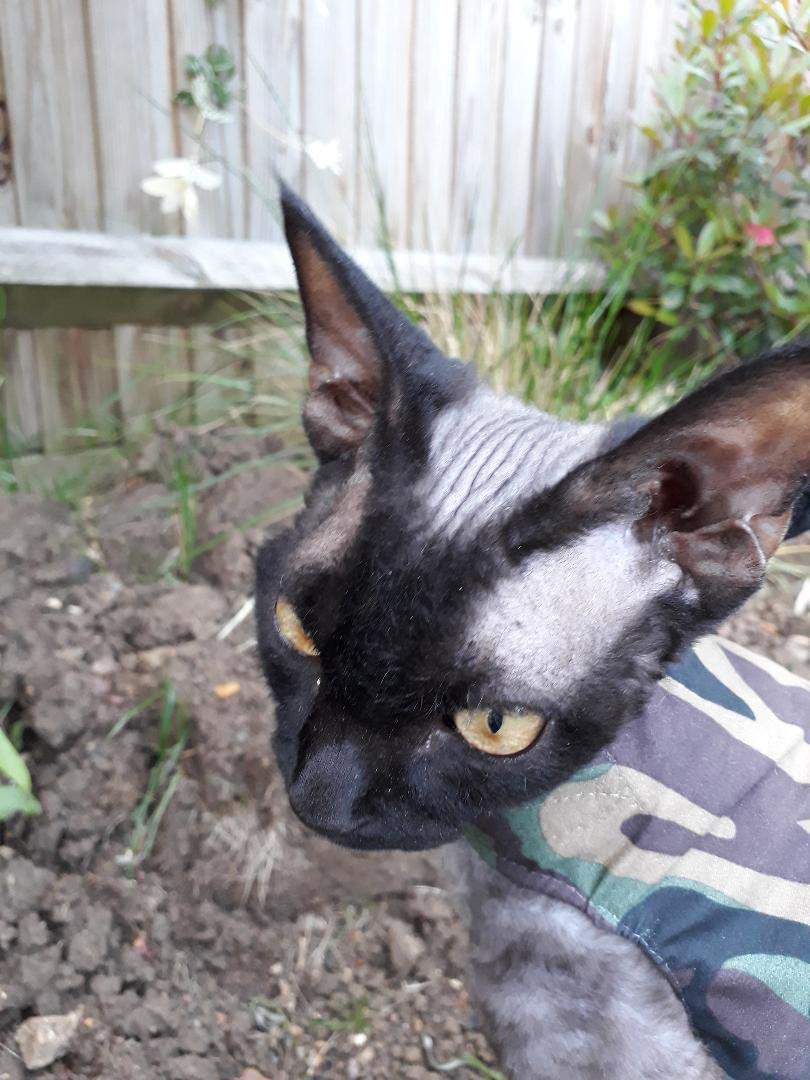 Mynwood Cat Jacket Harness - Green Combat Style Adjustable Pet Vest for Adult Cats - Perfect for Outdoor Adventures, Hiking & Safe Walks