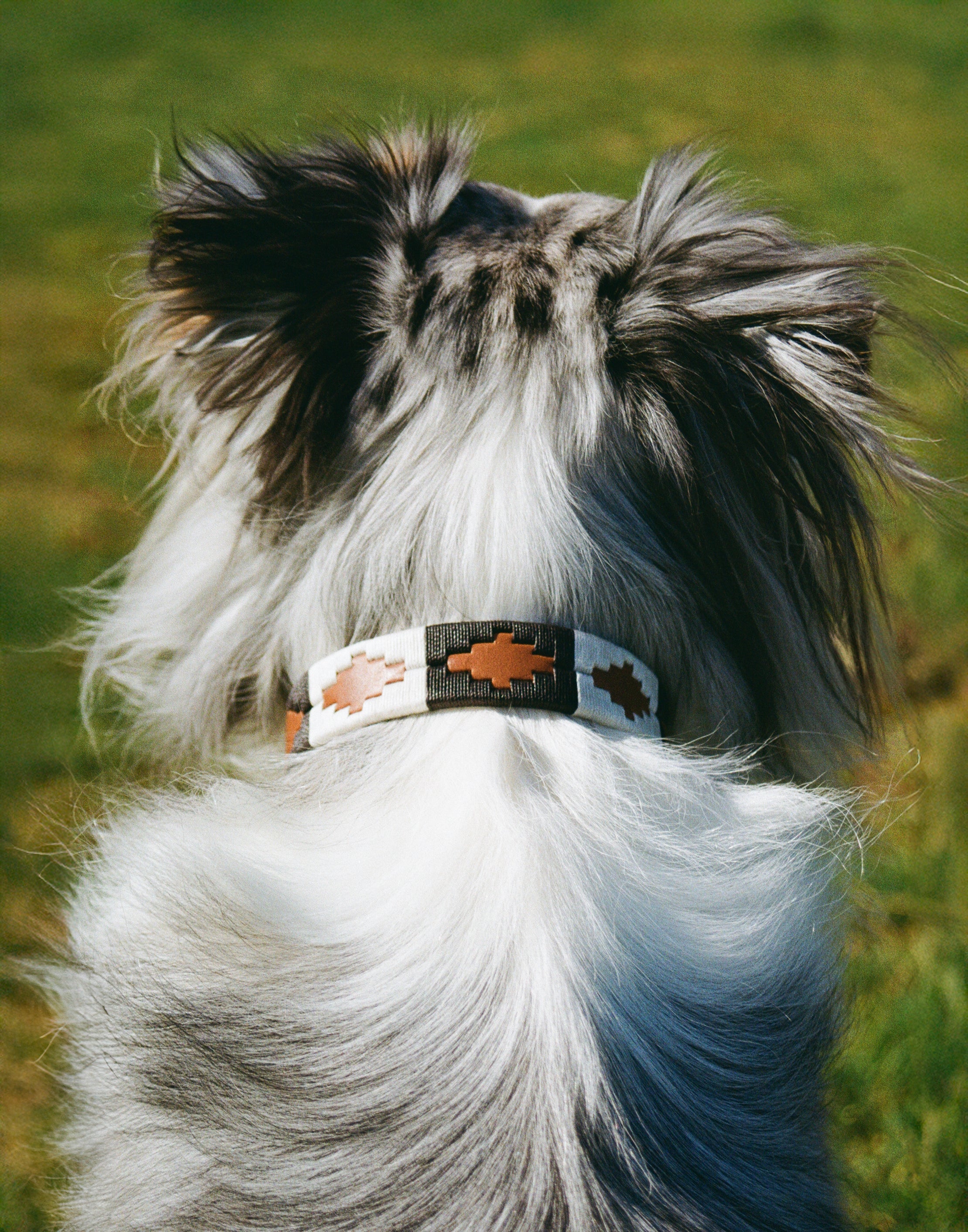 Antone's Premium Dog Collar - Durable Nylon Pet Collar with Adjustable Buckle for Small Medium Large Dogs - Perfect for Walking, Training & Outdoor Adventures