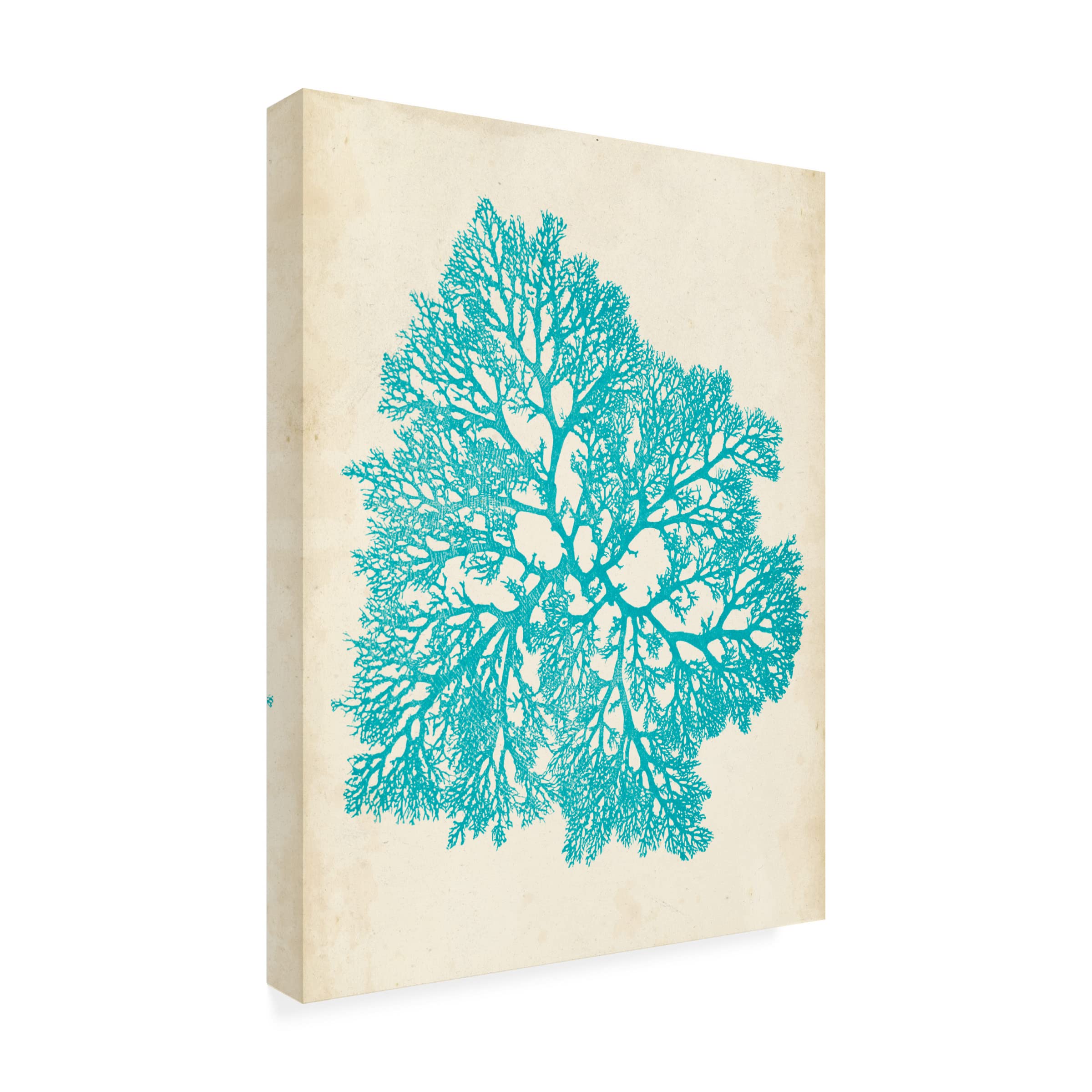 Trademark Fine Art 'Aquamarine Seaweed V' Canvas Wall Art Print by Vision Studio - Modern Ocean Themed Home Decor for Living Room, Bedroom & Office