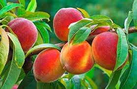 Elwyn Autumn Red Peach Tree Seeds - Fresh Fruit Seeds for Planting, Home Garden & Orchard - Grow Delicious Peaches in Your Backyard
