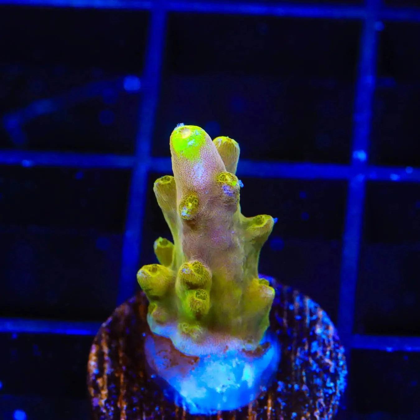 Premium CB Golden Jawdropper Acropora Coral for Saltwater Aquariums - Vibrant Coral for Reef Tanks & Marine Displays