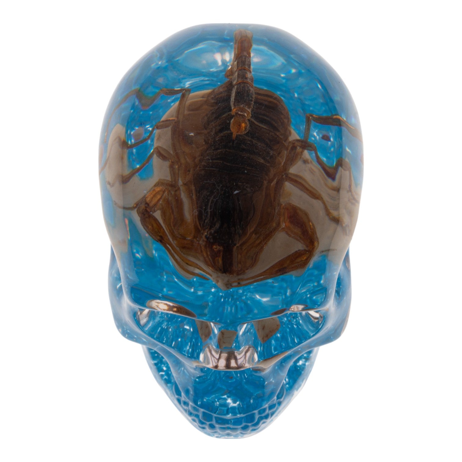 Real Golden Scorpion Encased in Clear Acrylic Skull Display - Perfect for Home Decor, Gothic Collections, and Unique Gift Ideas
