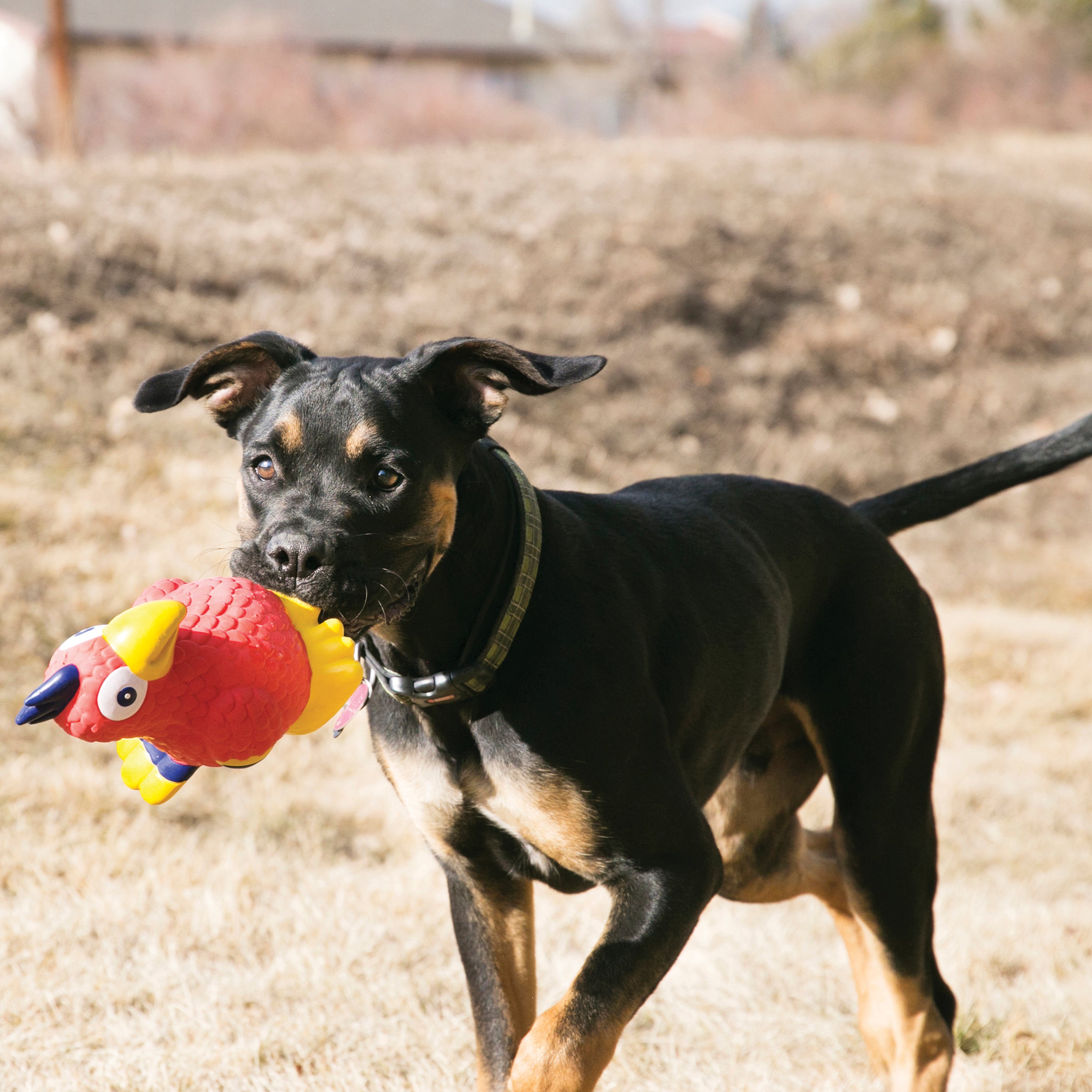 Kong Wiggi Dog Toy with Sound - Realistic Crocodile Chew Toy for Aggressive Chewers, Interactive Play & Dental Health - Perfect for Large & Medium Dogs, Indoor & Outdoor Fun