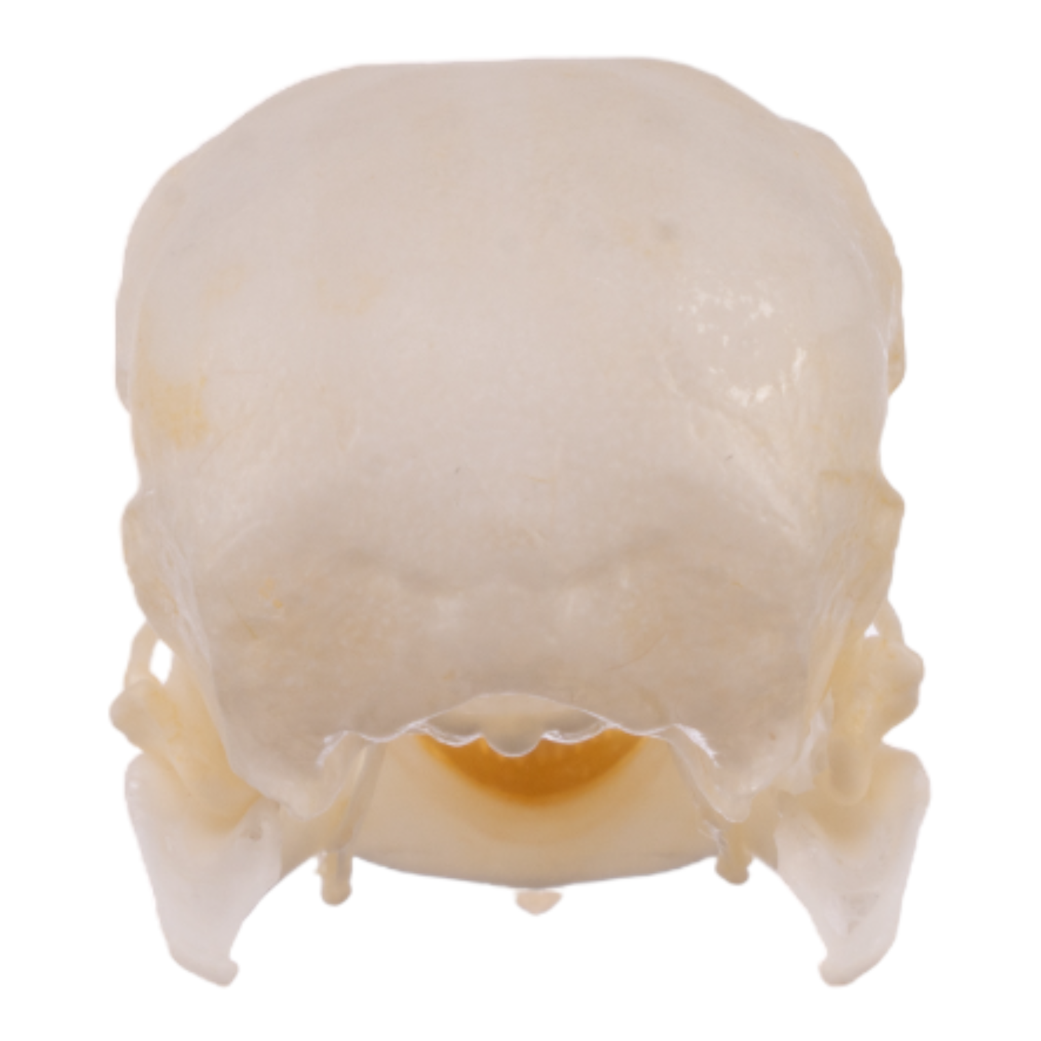 Authentic Real Parrot Skull - Unique Taxidermy Collectible for Gothic Decor, Oddity Cabinets & Educational Displays