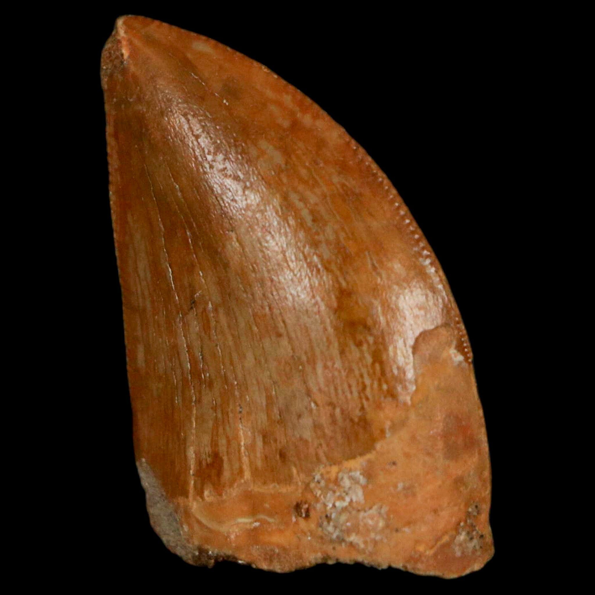Authentic Carcharodontosaurus Dinosaur Fossil Tooth from Cretaceous Period - Morocco Origin with COA - Perfect for Paleontology Enthusiasts & Home Display