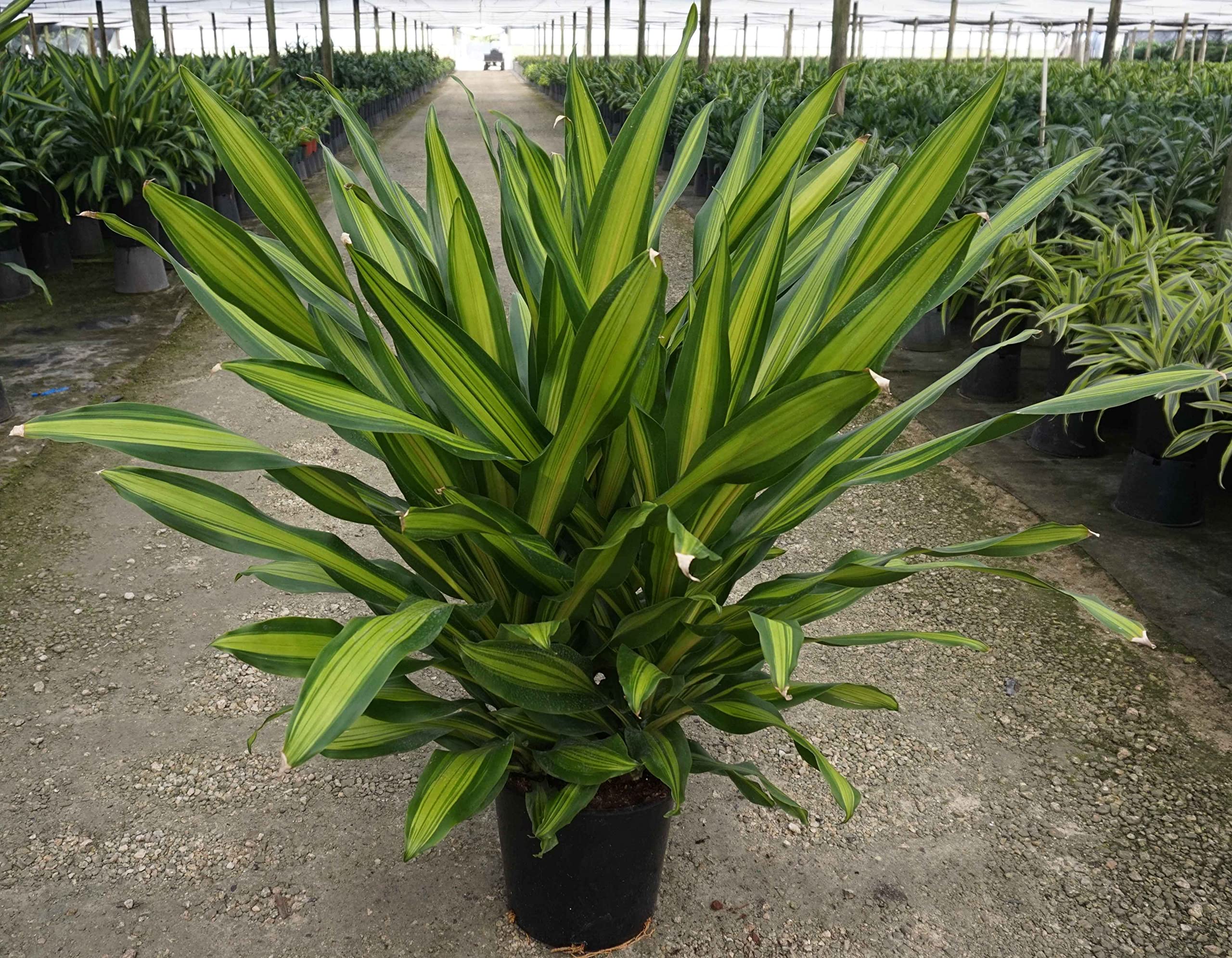 Dracaena Giganta Live Plant in 8 Inch Pot - Dracaena Deremensis 'Giganta' - Easy Care Indoor Houseplant for Home & Office Decor - Perfect for Living Room, Bedroom, and Workspace
