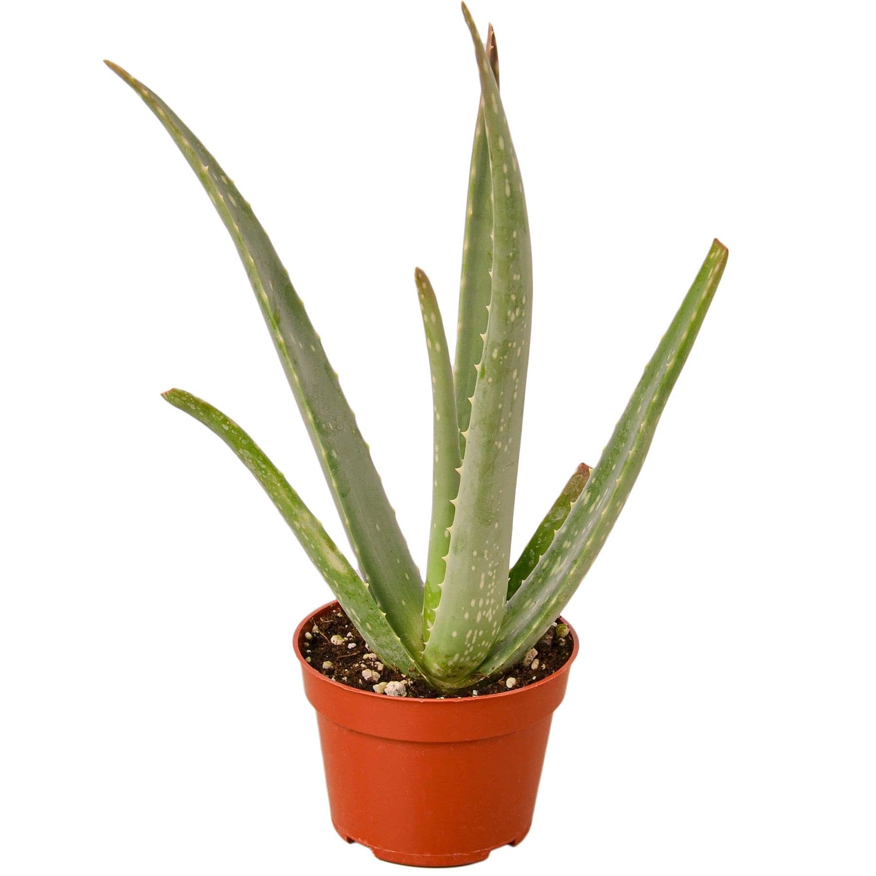 Aloe Vera Live Plant for Indoor - 4'' & 6'' Potted Succulent Houseplant | Natural Air Purifying Plant for Home, Office Desk, Bathroom Decor | Perfect Gift for Plant Lovers & Home Gardening Enthusiasts