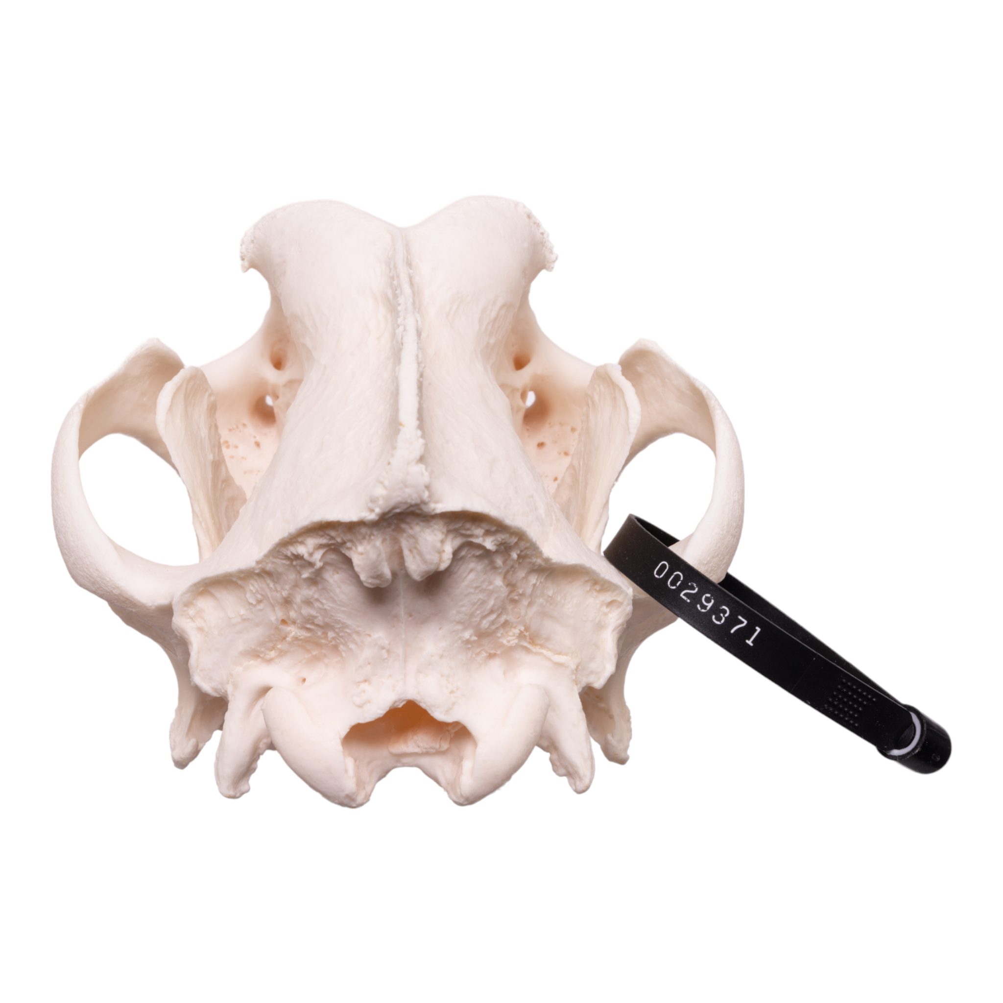 Authentic Domestic Dog Skull - Great Dane Specimen with Periodontal Details | Perfect for Veterinary Study, Taxidermy & Educational Displays