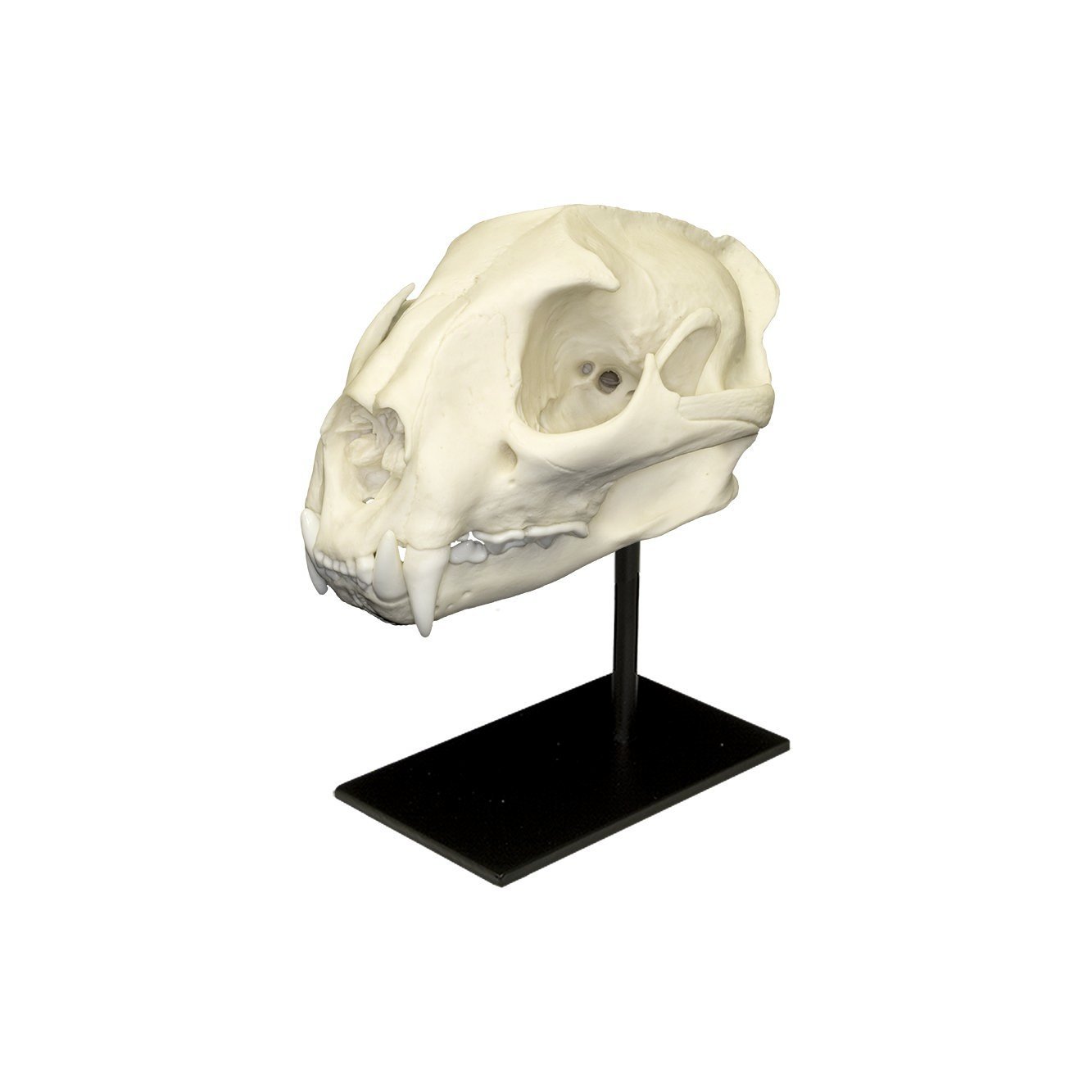 Authentic Replica Mountain Lion Skull - Male - Lifelike Home Decor, Educational Display & Wildlife Enthusiast Collection