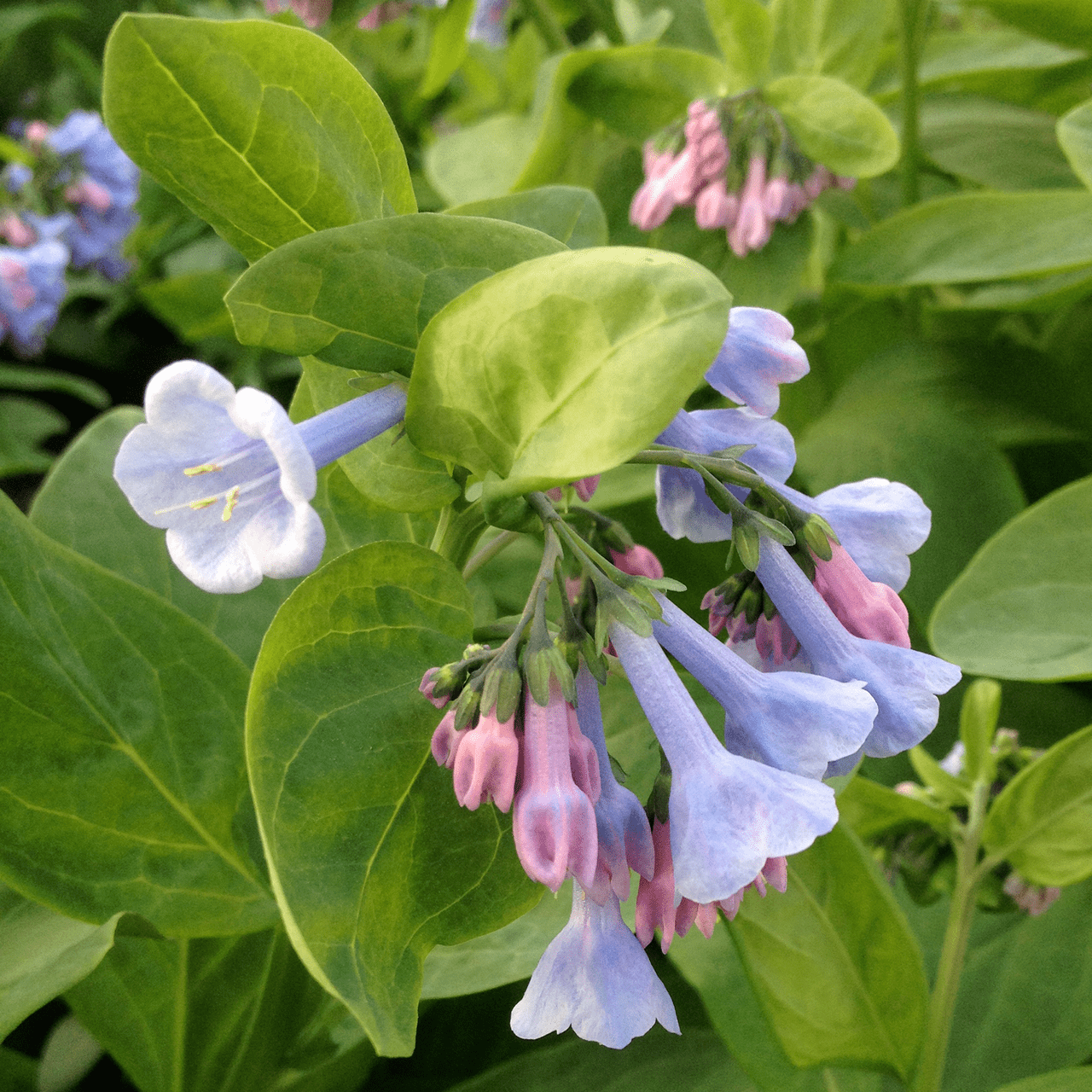 Virginia Bluebells (Mertensia virginica) - Native Perennial Wildflower Seeds for Shade Gardens & Woodland Landscaping