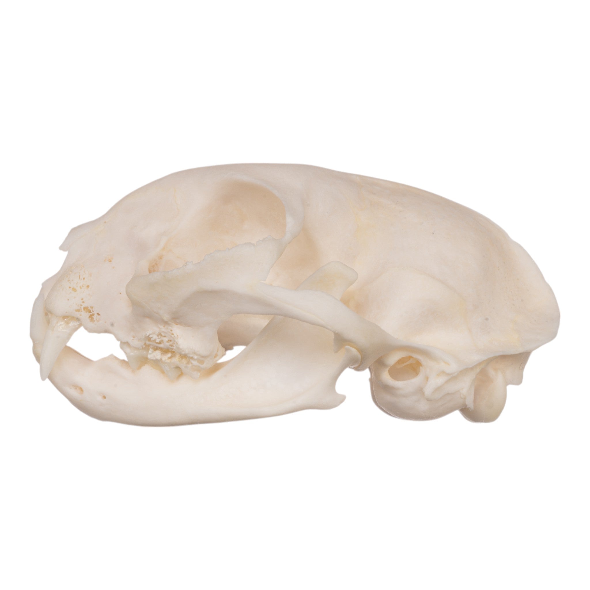 Authentic Domestic Cat Skull Specimen for Veterinary Study & Dental Anatomy Education - Perfect for Veterinary Students, Taxidermy Collectors, and Halloween Decor