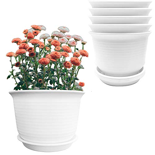 5 Pack Planters