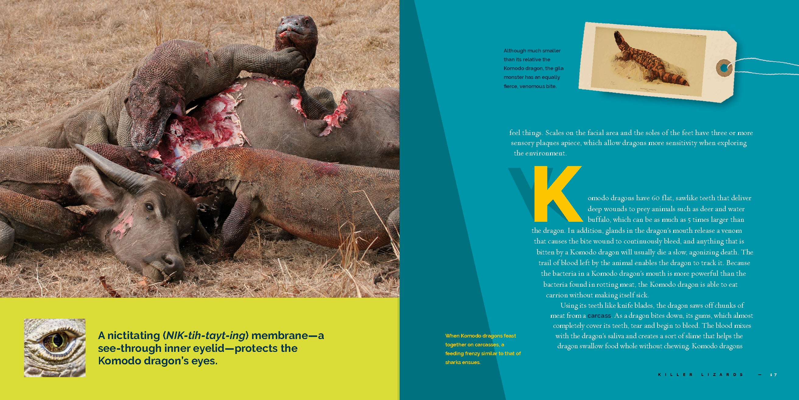 Komodo Dragons Book - 9781640265288 | Learn About Komodo Dragon Facts, Habitat & Behavior - Perfect for Reptile Lovers & Science Enthusiasts