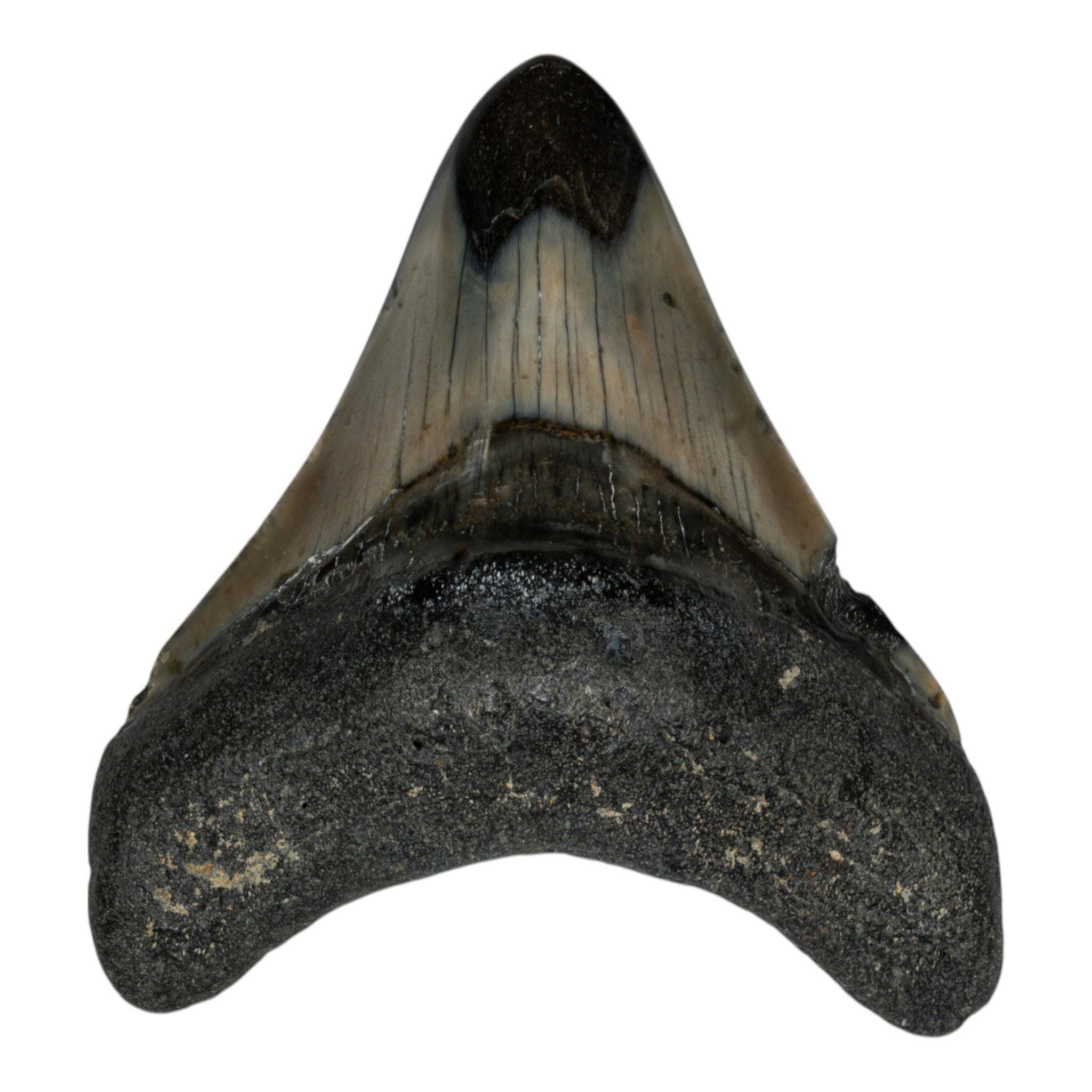 Genuine Megalodon Tooth Fossil - Authentic Prehistoric Shark Tooth for Collectors & Decor - Perfect for Home Display, Classroom Education & Gift Giving