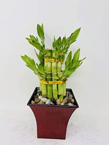 Jmbaboo 2 Tier Lucky Bamboo Plants - 6