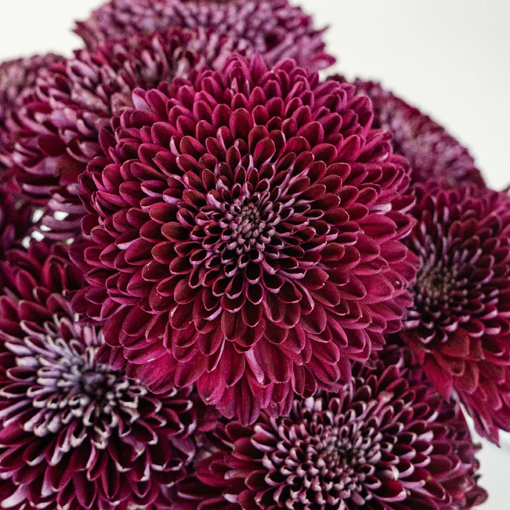 Berry Twist Bahlia Flower - Vibrant Artificial Flowers for Home Decor, Wedding Centerpieces & DIY Crafts