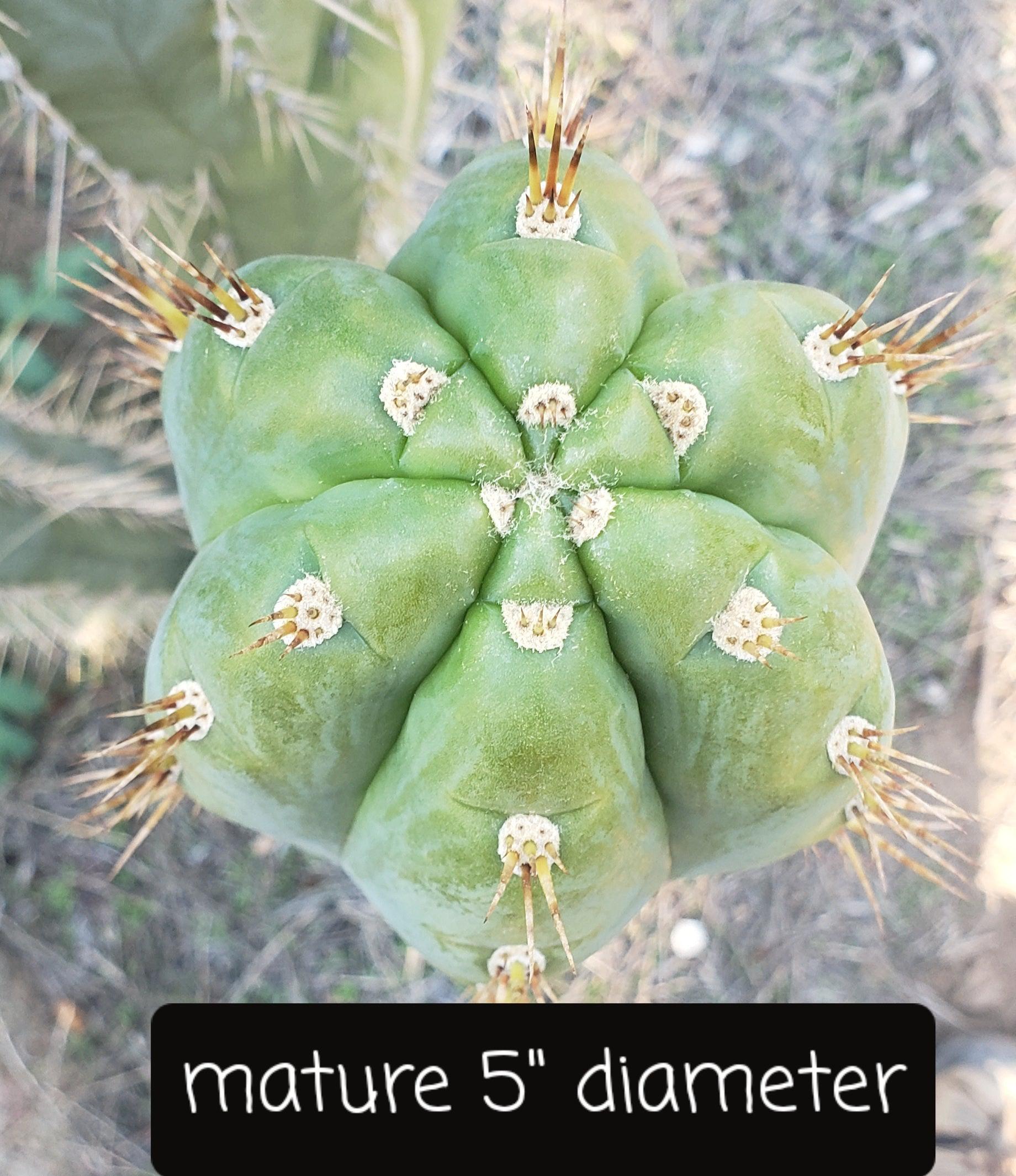 EC45 EXACT Trichocereus Peruvianus Cactus Cutting - Rare Peruvian Torch Cactus for Planting & Gardening - Perfect for Home Decor, Landscaping, and Spiritual Ceremonies