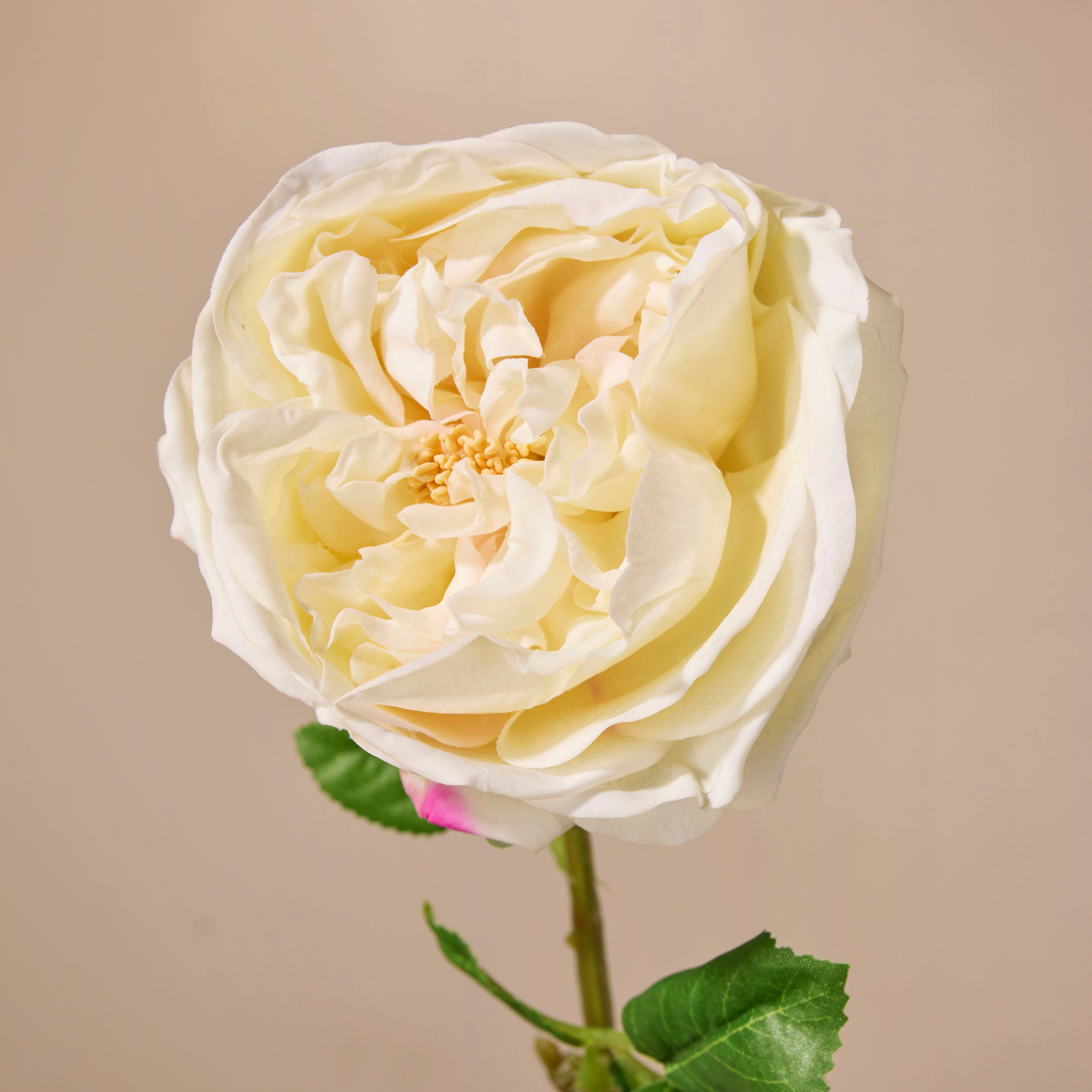 Champagne Faux Austin Rose Stem - 45cm Artificial Silk Flower for Home Decor, Wedding Centerpieces, and Party Arrangements