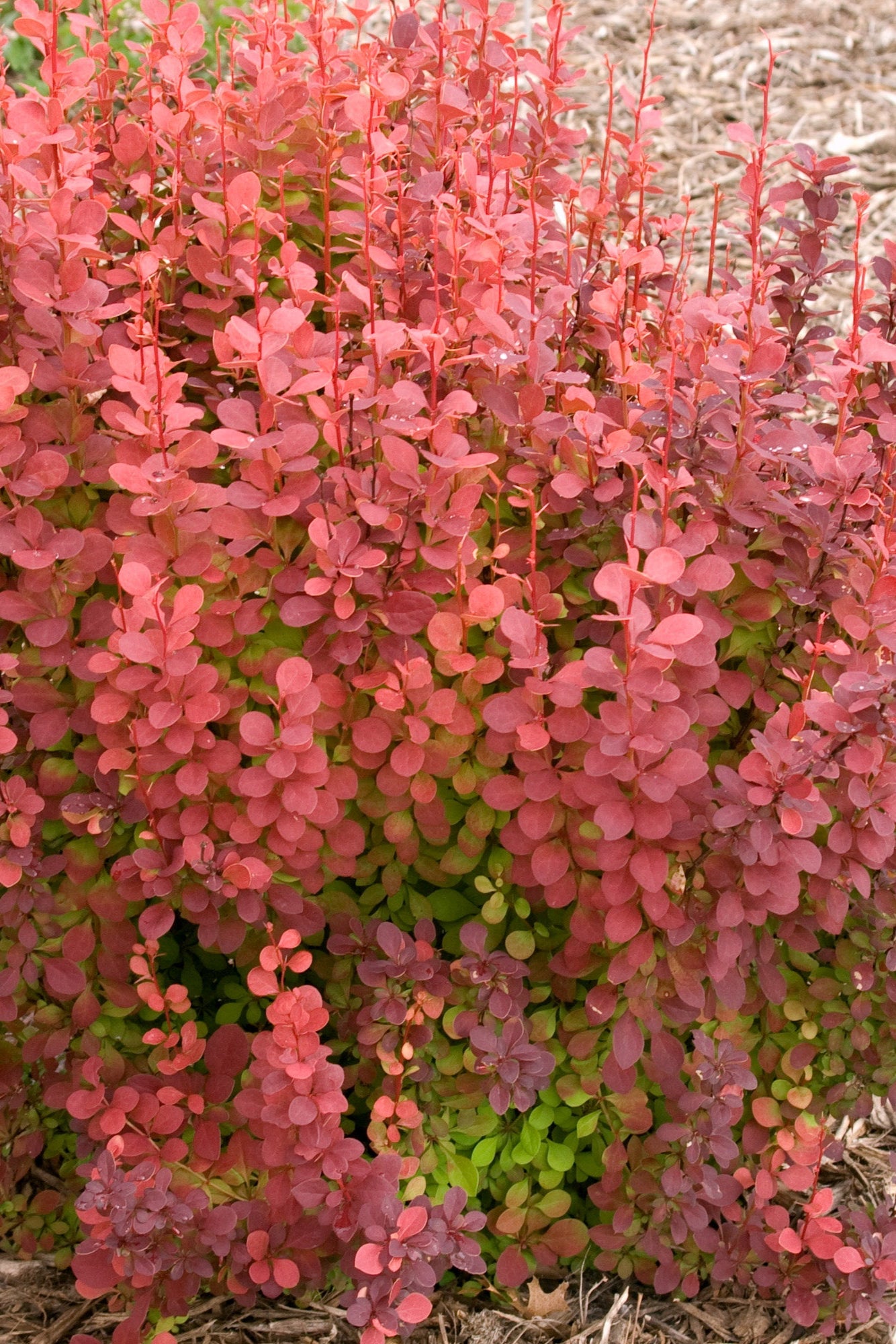 Orange Rocket Barberry (Berberis thunbergii) #5 Container - Vibrant Foliage for Landscaping, Hedges & Garden Borders