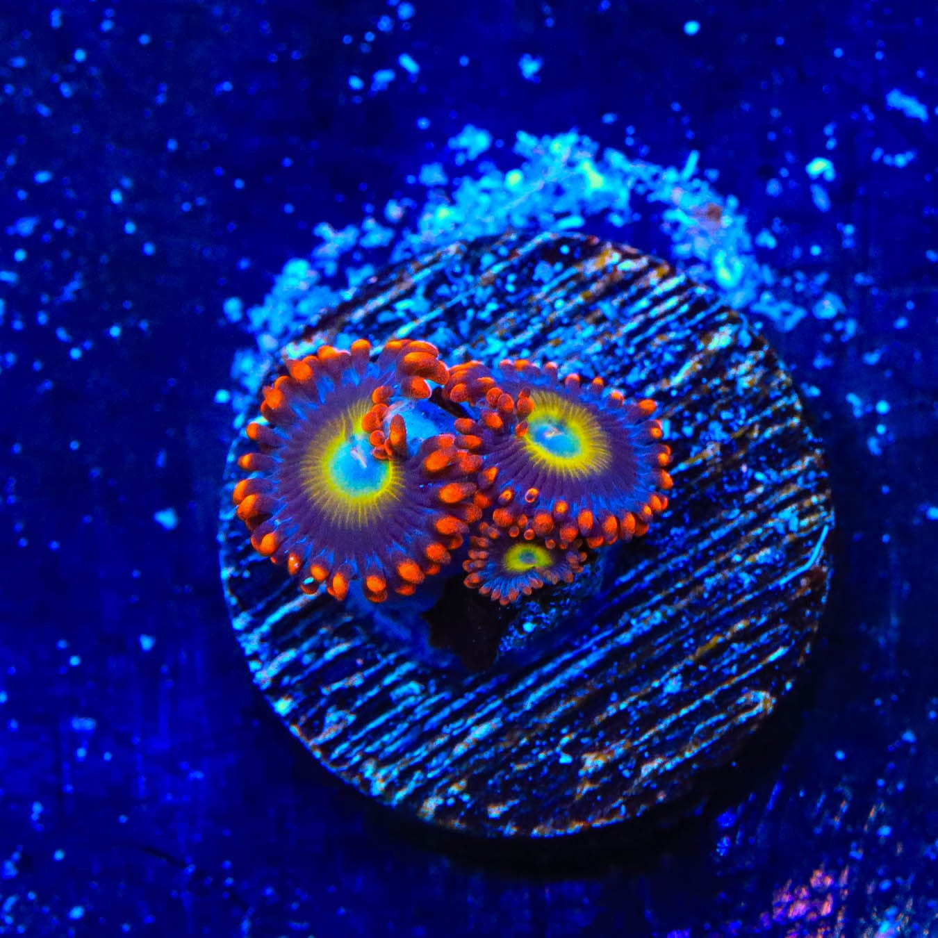 Vibrant Circus Freak Zoanthids Coral for Saltwater Aquariums - Perfect for Reef Tanks & Marine Displays