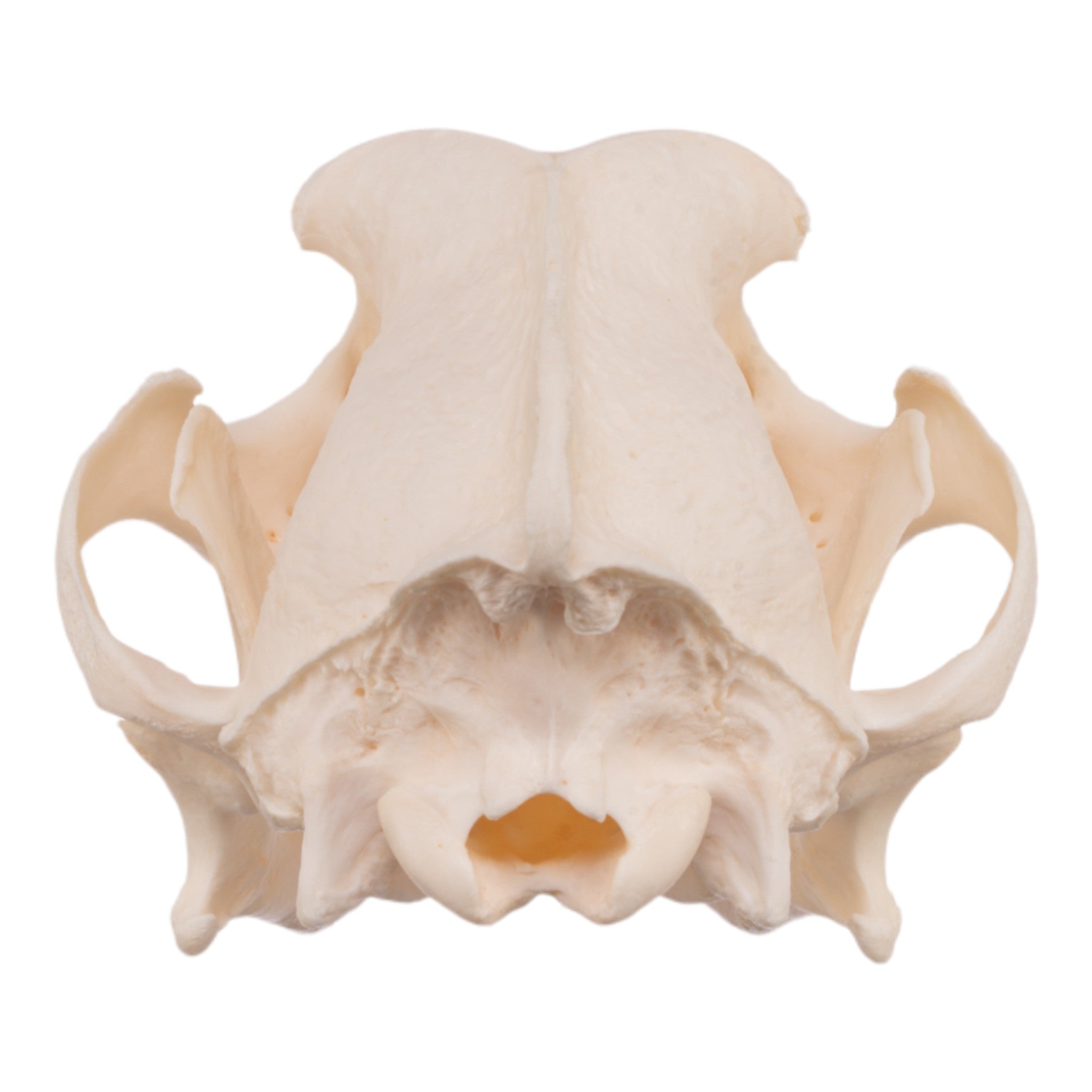 Real Domestic Dog Skull - Severe Periodontal Disease Specimen for Veterinary Study & Dental Research | Ideal for Anatomy Classrooms, Veterinary Training, and Forensic Science Education