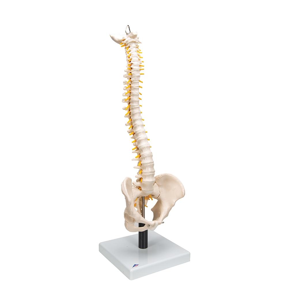 Flexible Spine Model with Soft Intervertebral Discs - Human Anatomy Educational Tool for Medical Students & Chiropractors