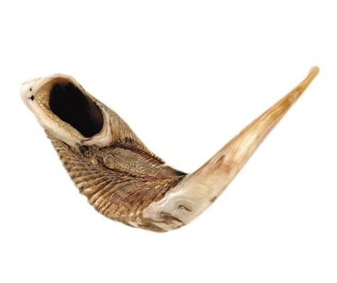 Authentic Kosher Ram's Horn Shofar - 22