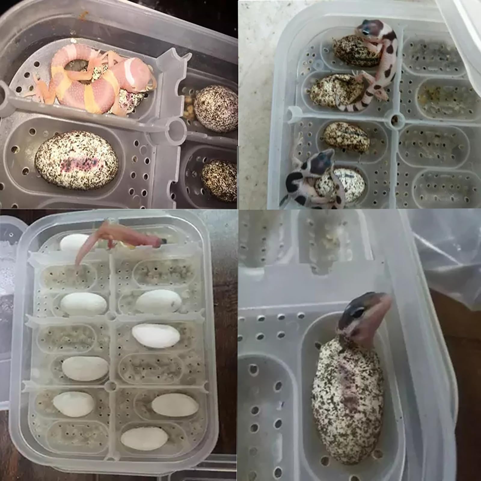 OMEM Reptile Breeding Box - Snake & Lizard Incubation Hatchery for Reptile Eggs - Ideal for Hatching Snakes, Lizards, Lion's Mane Jellyfish - Perfect for Home Breeding, Classroom Science Projects & Pet Reptile Care (Random Color)