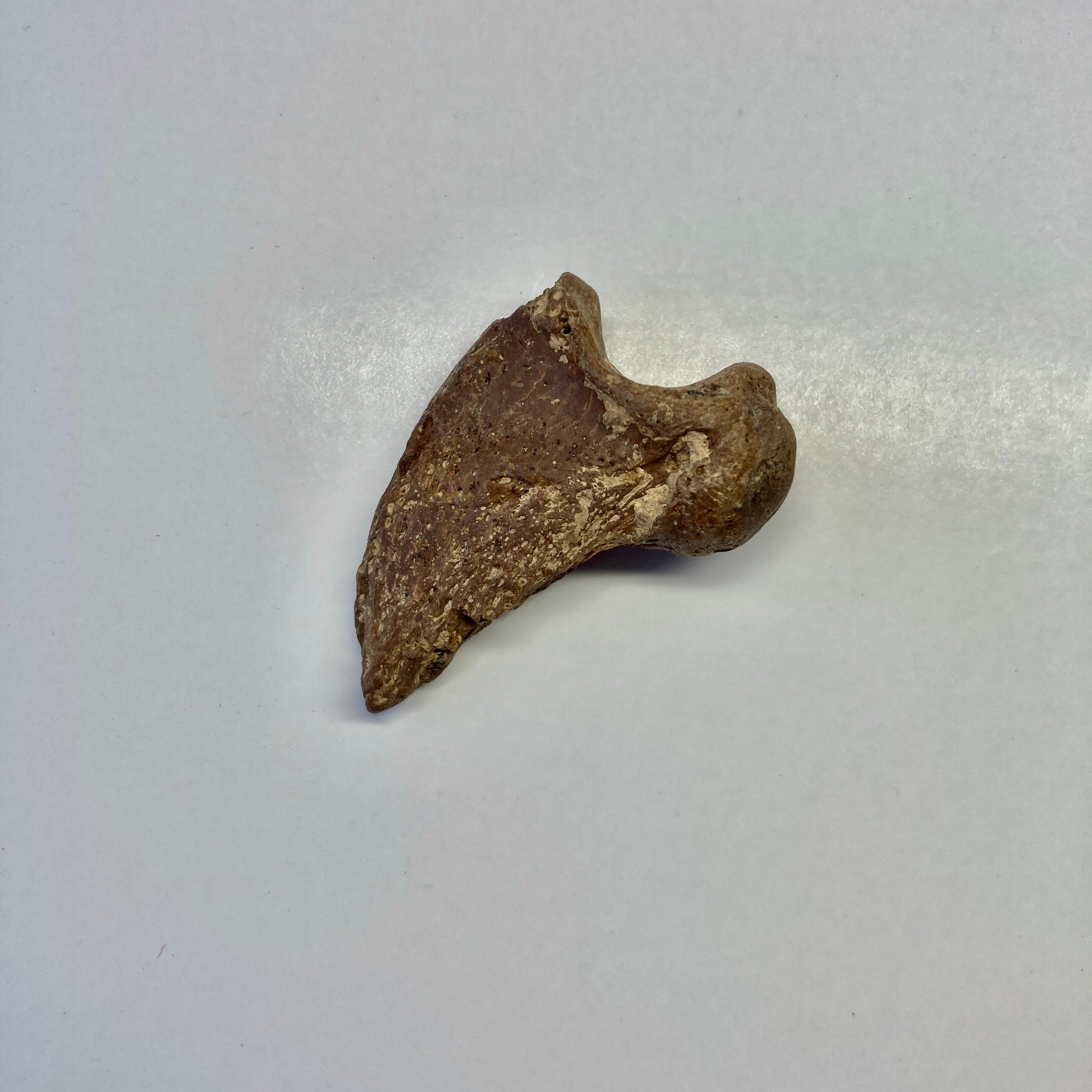 Authentic Cave Bear Claw Pendant - Handcrafted Viking Jewelry for Men & Women - Perfect for Cosplay, Historical Reenactment, and Unique Gift Giving