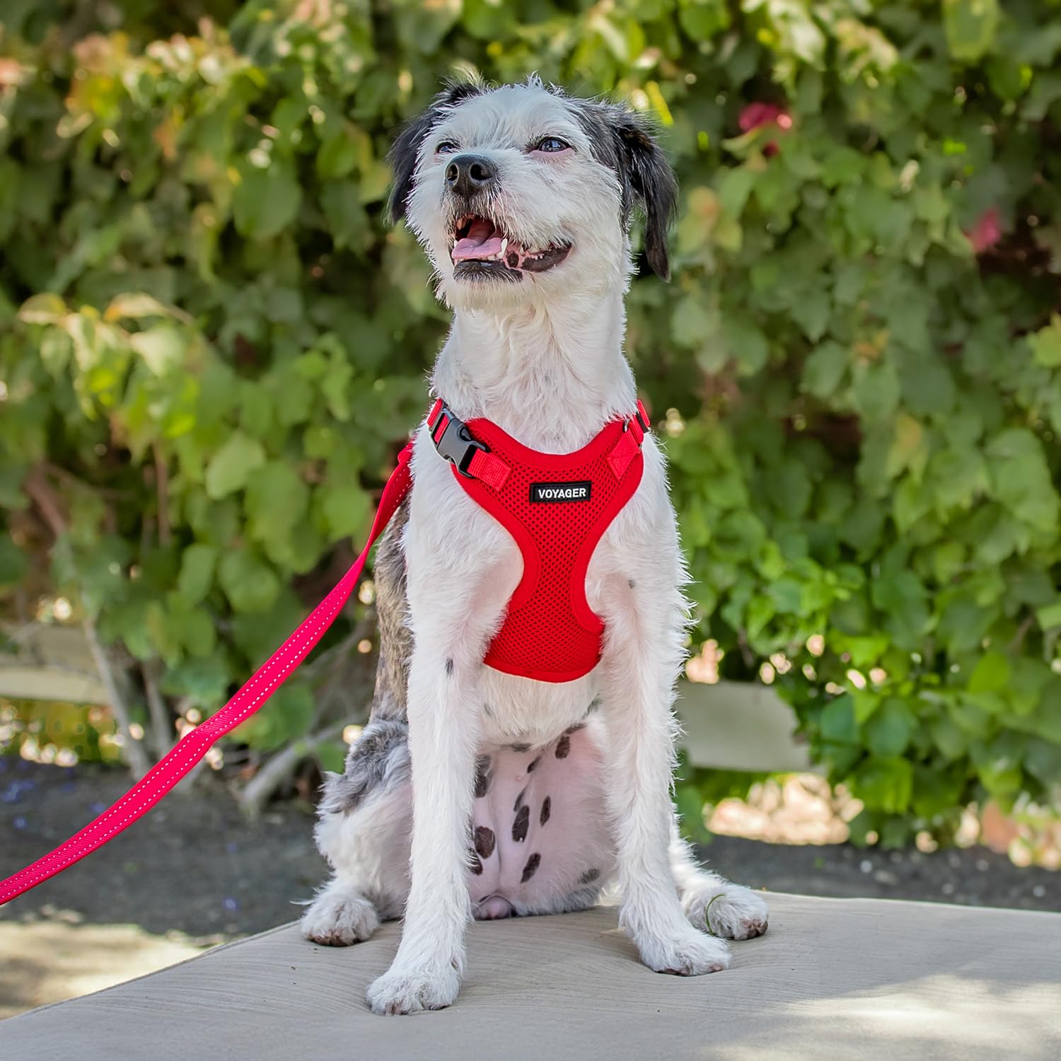 Best Pet Supplies Reflective Step-in Dog Harness with 5ft Neoprene Handle Leash Combo Set - Adjustable for Small, Medium & Large Breeds (Red, XL) - Perfect for Walking, Training & Outdoor Adventures