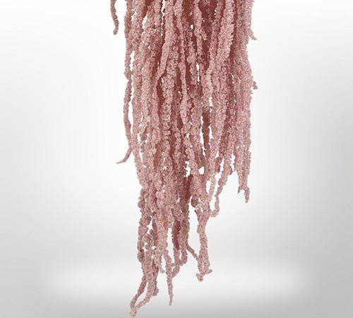 Dried Amaranthus Flowers for Home Decor | Natural Preserved Floral Arrangements | Perfect for Wedding, Party & DIY Crafts