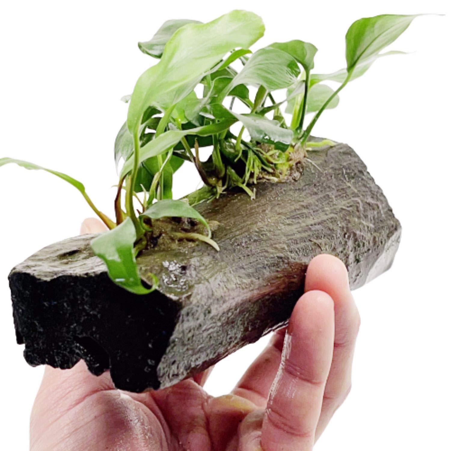 Anubias Nana & Minima Live Aquarium Plants on Driftwood - Tropical Freshwater Decor for Fish Tanks, Aquascaping & Aquatic Gardens - Perfect for Betta Tanks, Shrimp Habitats & Natural Aquarium Setups