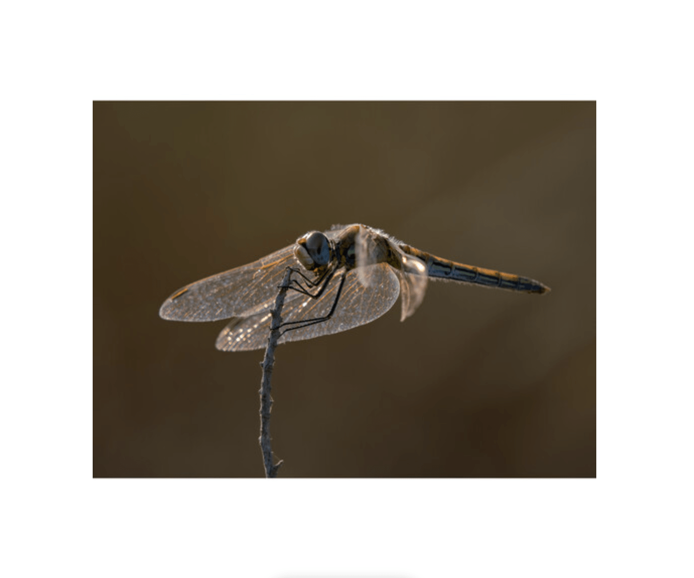 OM SYSTEM M.Zuiko Digital ED 100-400mm f/5-6.3 IS II Super Telephoto Zoom Lens for Micro Four Thirds Cameras - Perfect for Wildlife, Sports & Travel Photography