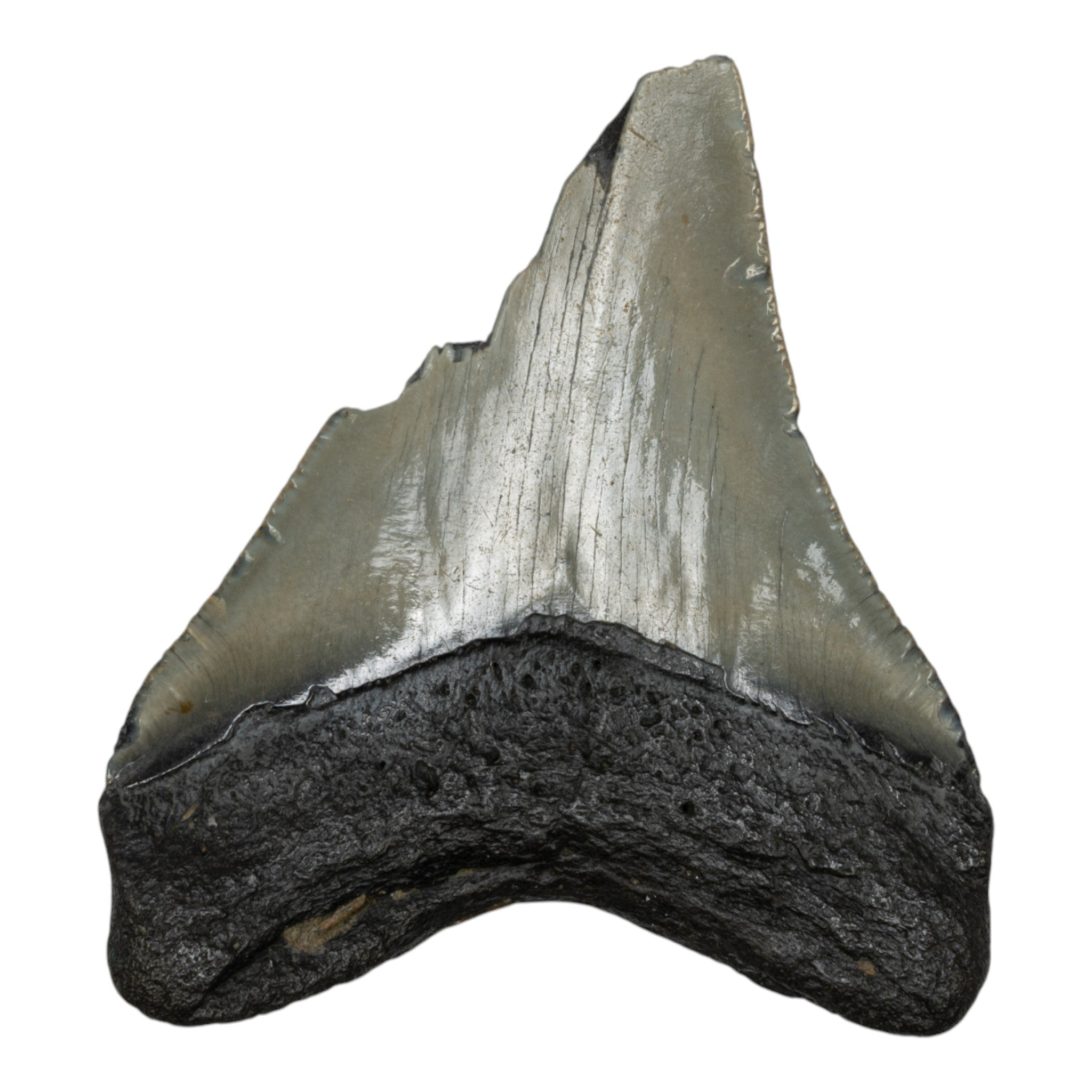 Authentic Megalodon Shark Tooth Fossil - Half Size - Perfect for Collectors, Jewelry Making & Educational Displays