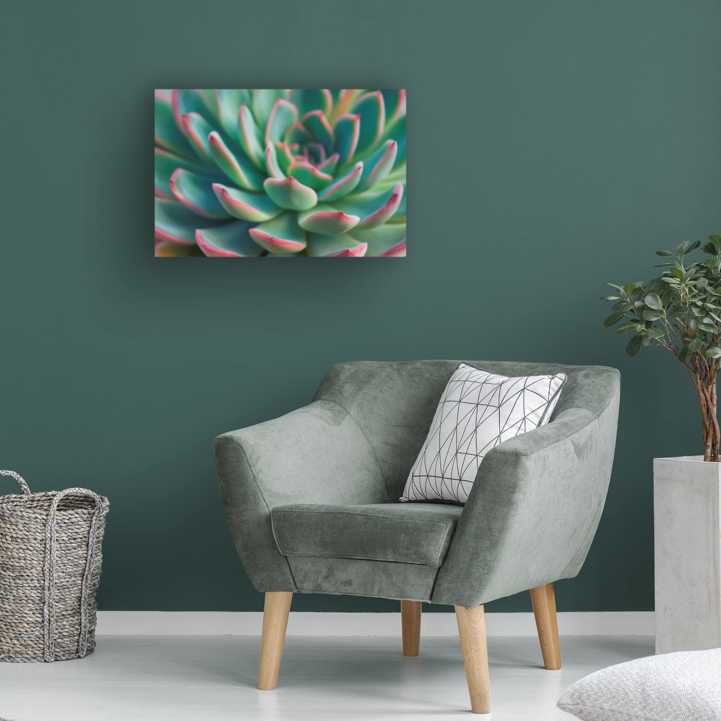 Trademark Fine Art 'Succulent Close Up I' Canvas Wall Art Print by Cora Niele - Modern Botanical Decor for Living Room, Bedroom & Office