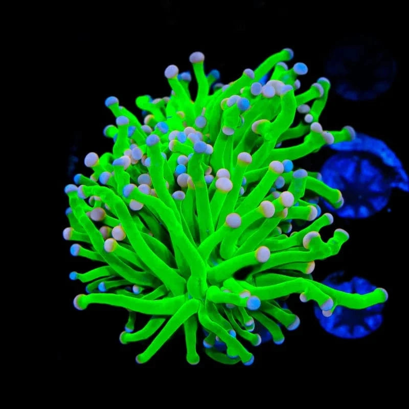 Premium Cotton Candy Torch Coral - Vibrant LPS Coral for Saltwater Aquariums | Perfect for Reef Tanks & Coral Propagation | Enhances Marine Biodiversity