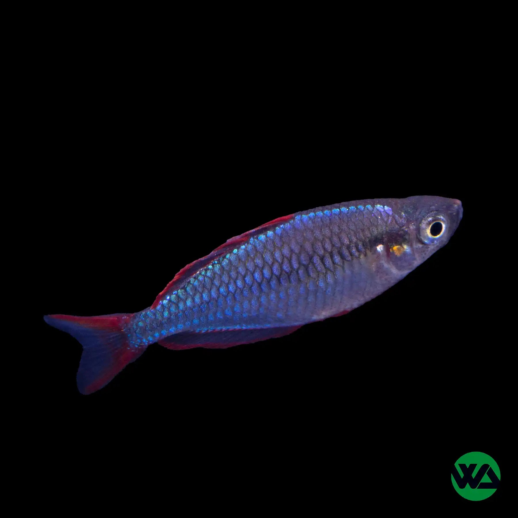 Neon Dwarf Rainbowfish (Melanotaenia praeco) - Vibrant Freshwater Aquarium Fish for Home & Office Tanks
