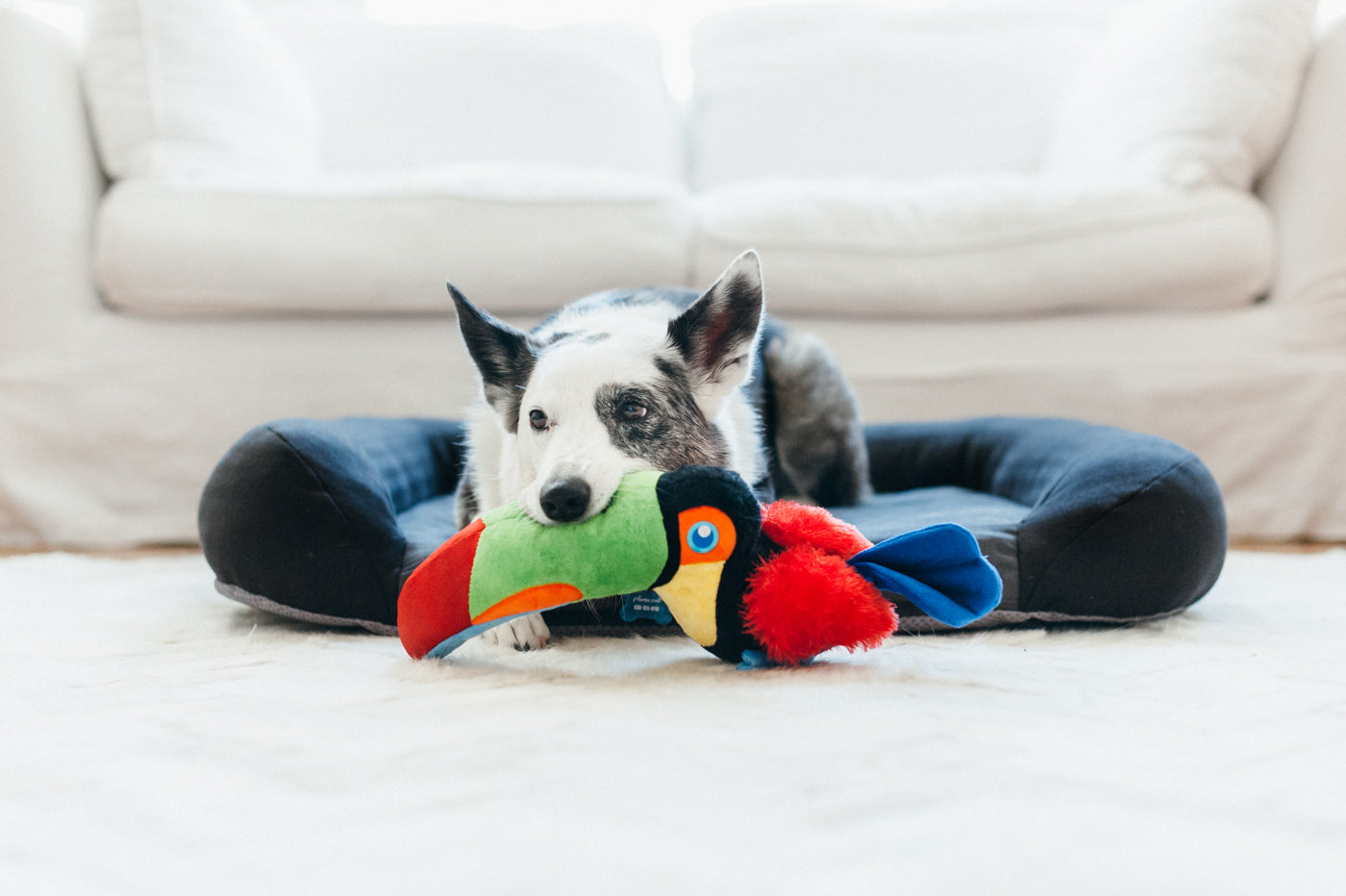 Tito the Toucan Plush Dog Toy - Fetching Flock™ Collection by Pet P.L.A.Y. | Durable & Soft Chew Toy for Small & Medium Dogs | Perfect for Fetch, Cuddling & Interactive Playtime