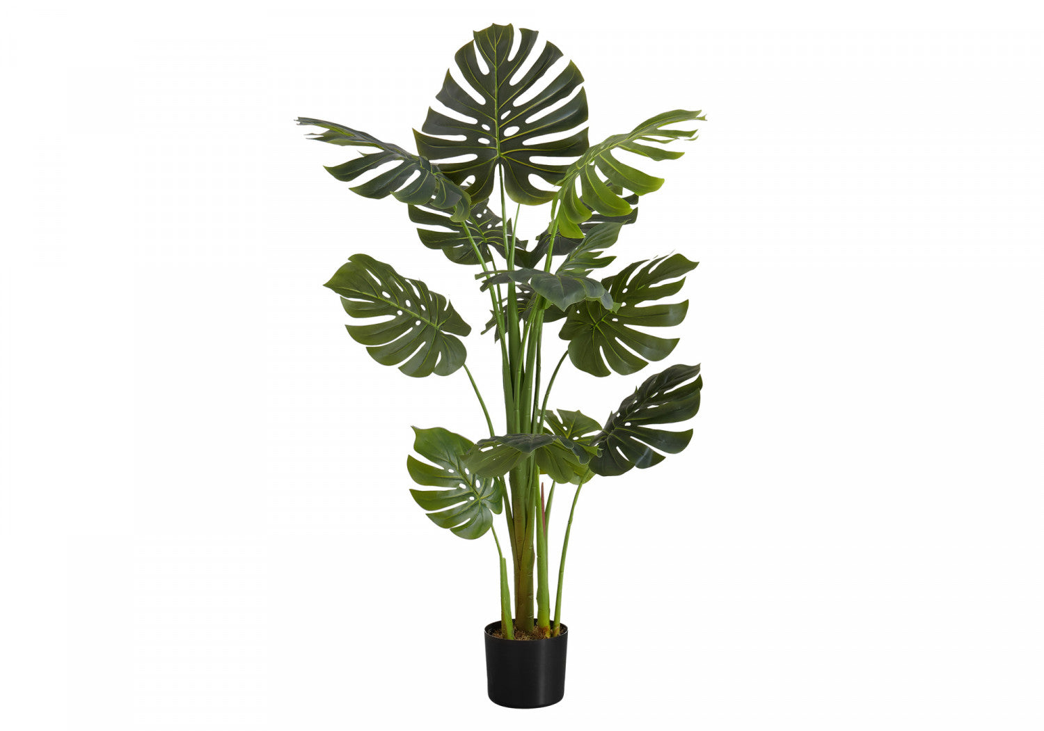 55 Inch Monstera Deliciosa Plant with 6 Black Nursery Pots - Large Tropical Indoor Houseplant for Home Decor, Office, Living Room & Bedroom