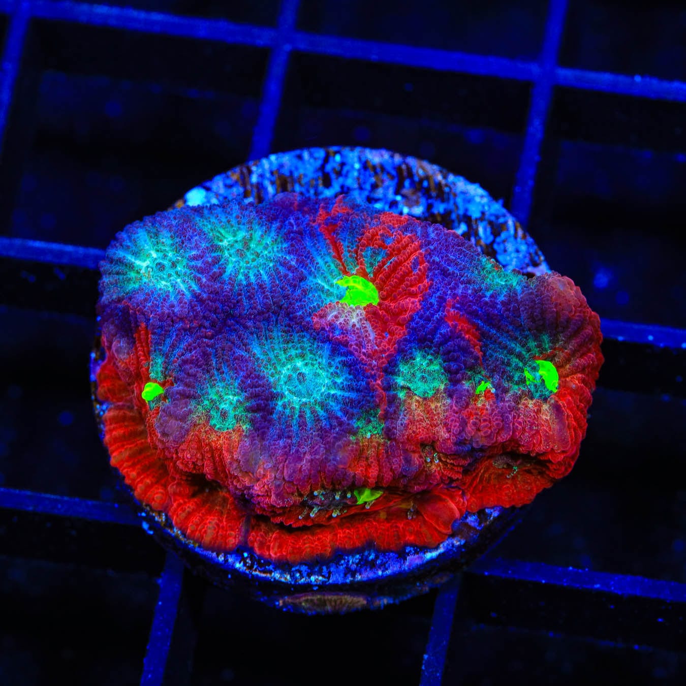 CB Bloodbath Favia Coral for Saltwater Aquariums - Vibrant Coral for Reef Tanks, Marine Aquascaping, and Coral Propagation