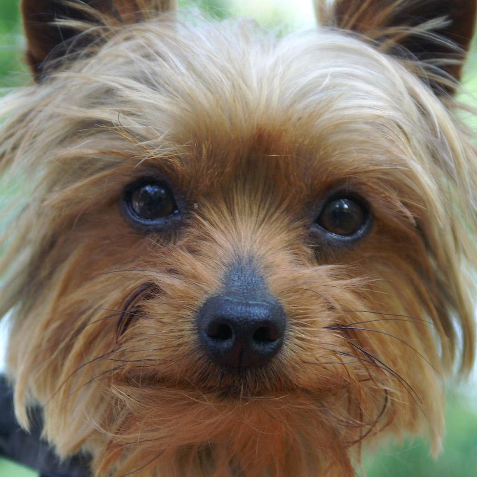Yorkie Dog Lover's Ceramic Coffee Mug - 11 oz (325 ml) - Perfect for Tea, Hot Chocolate & Office Use - CafePress