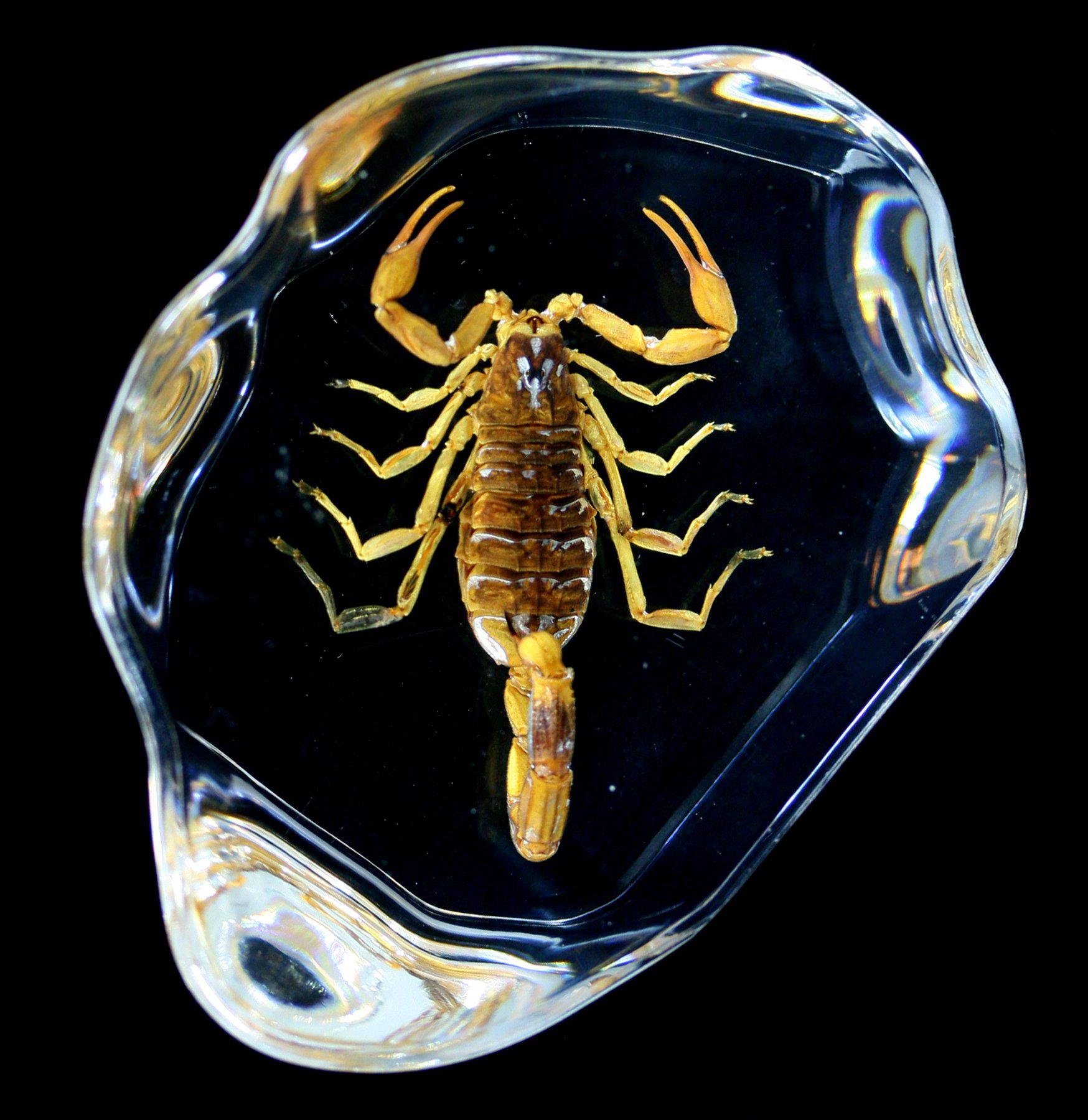 Real Brown Scorpion Encased in Clear Resin - Unique Home Decor, Science Display & Educational Specimen for Collectors