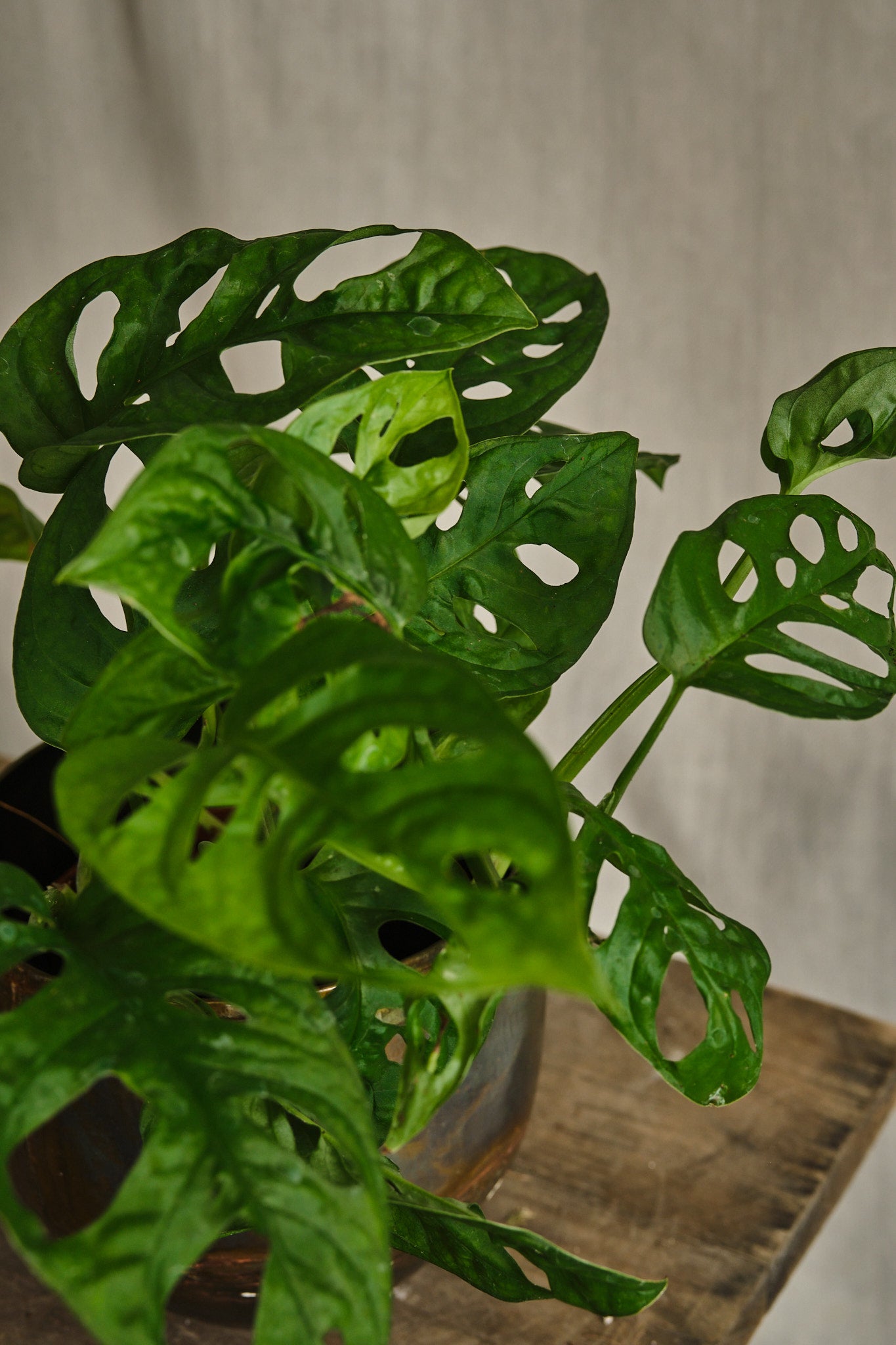 Monstera Adansonii Swiss Cheese Plant - Live Indoor Houseplant for Home Decor, Office & Garden - Easy Care Tropical Vine with Unique Leaf Holes