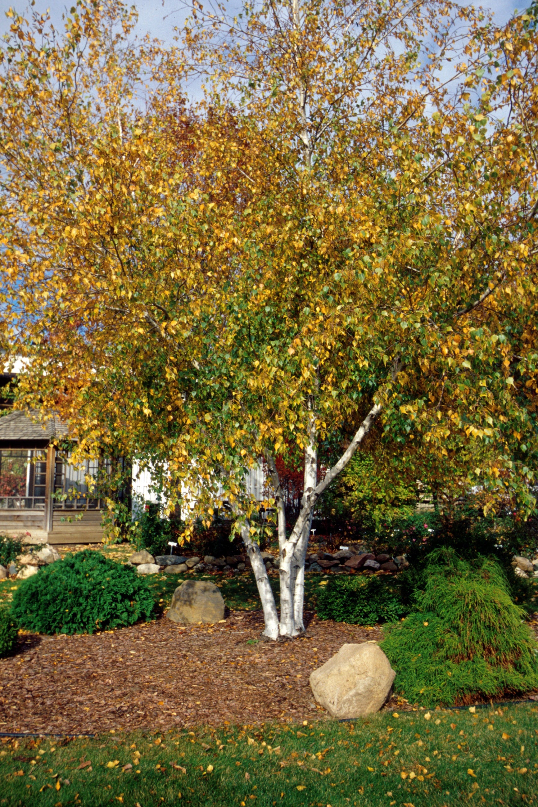 Whitespire Gray Birch Tree (Betula populifolia) - #10 Container Size - Perfect for Landscaping, Shade Gardens & Urban Planting
