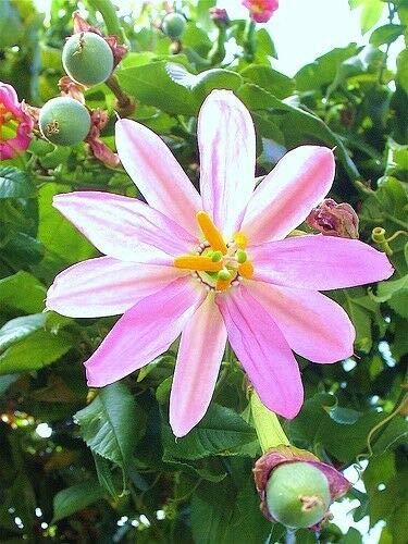 Buy Passiflora Mollissima (Banana Passionfruit) - 10 Edible Passion Fruit Seeds for Home Gardening | Perfect for Smoothies, Desserts & Tropical Recipes