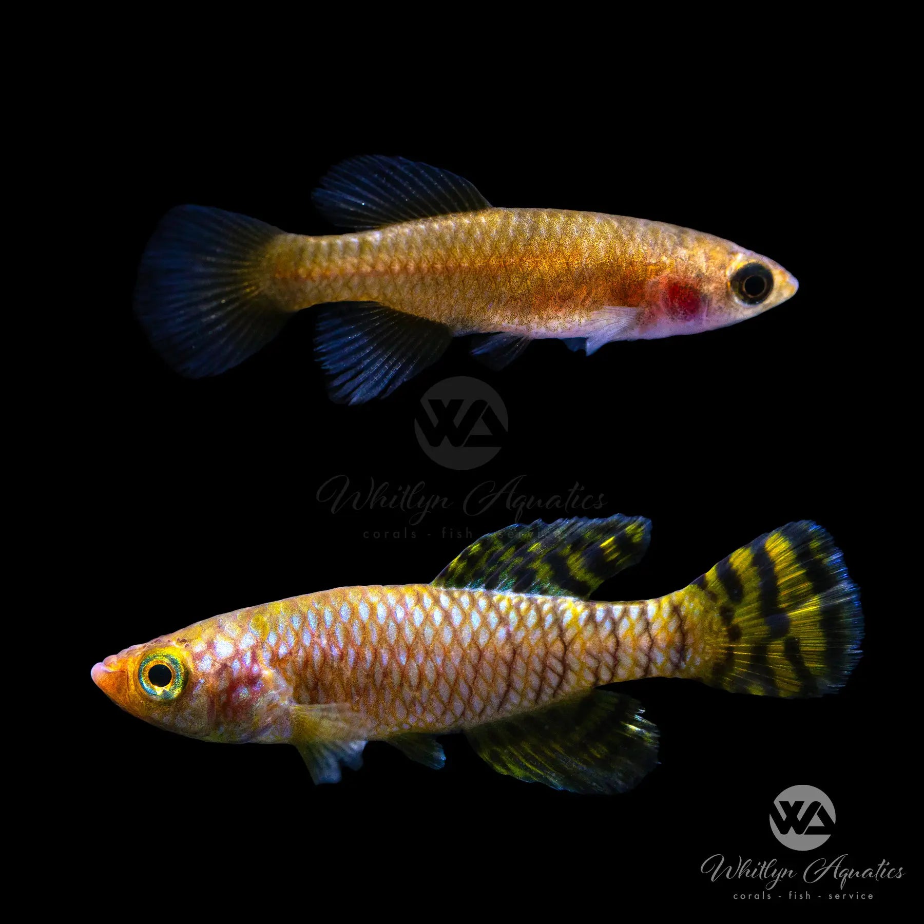 Nothobranchius Ruudwildekampi Lukwale River TZHK 09 03 Killifish Pair (1 Male 1 Female) - Rare Live Aquarium Fish for Tropical Freshwater Tanks & Breeding Projects